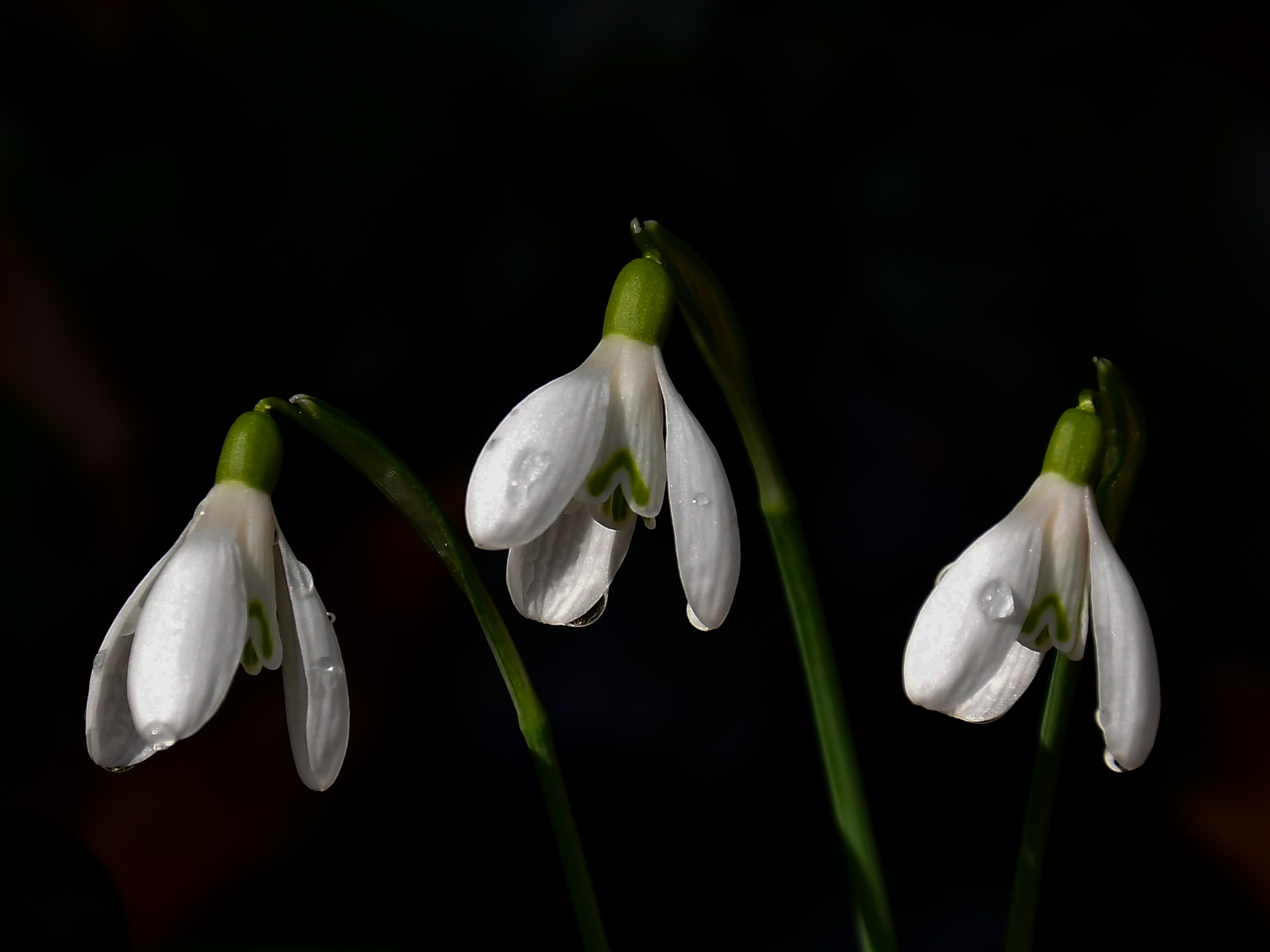 Snowdrop