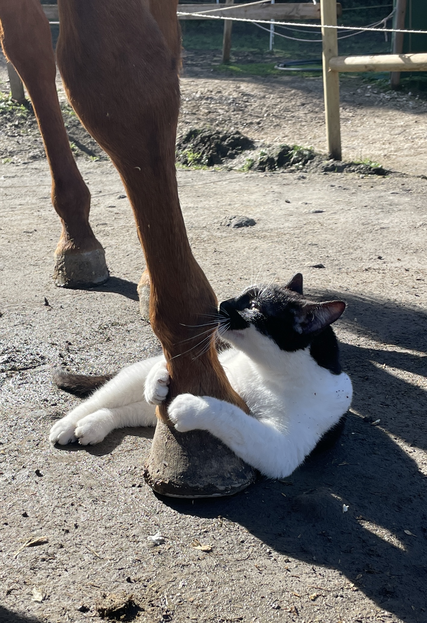 The cat in love with the mare