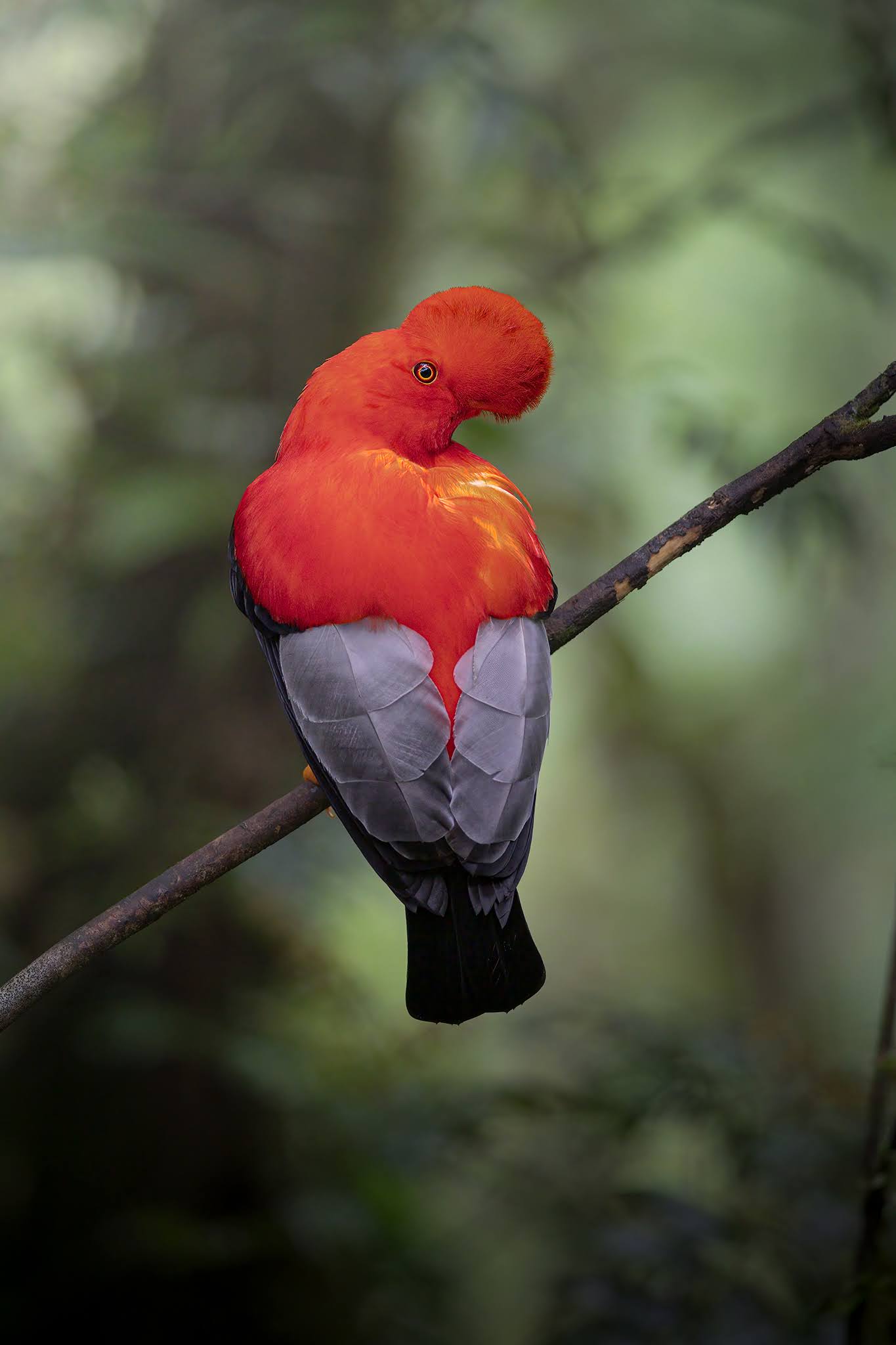 Cock of the rock