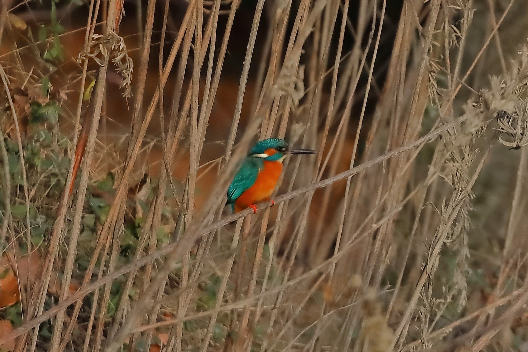 Kingfisher 12-12-2023