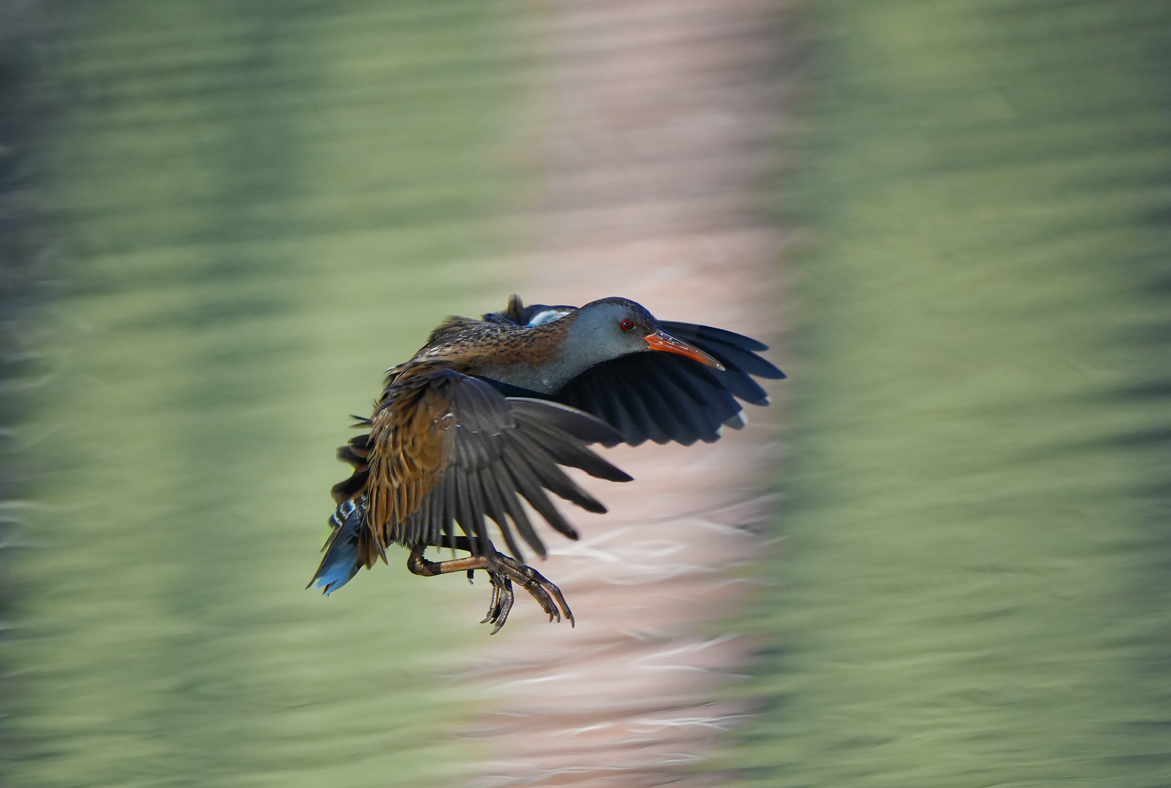 in volo tra i colori
