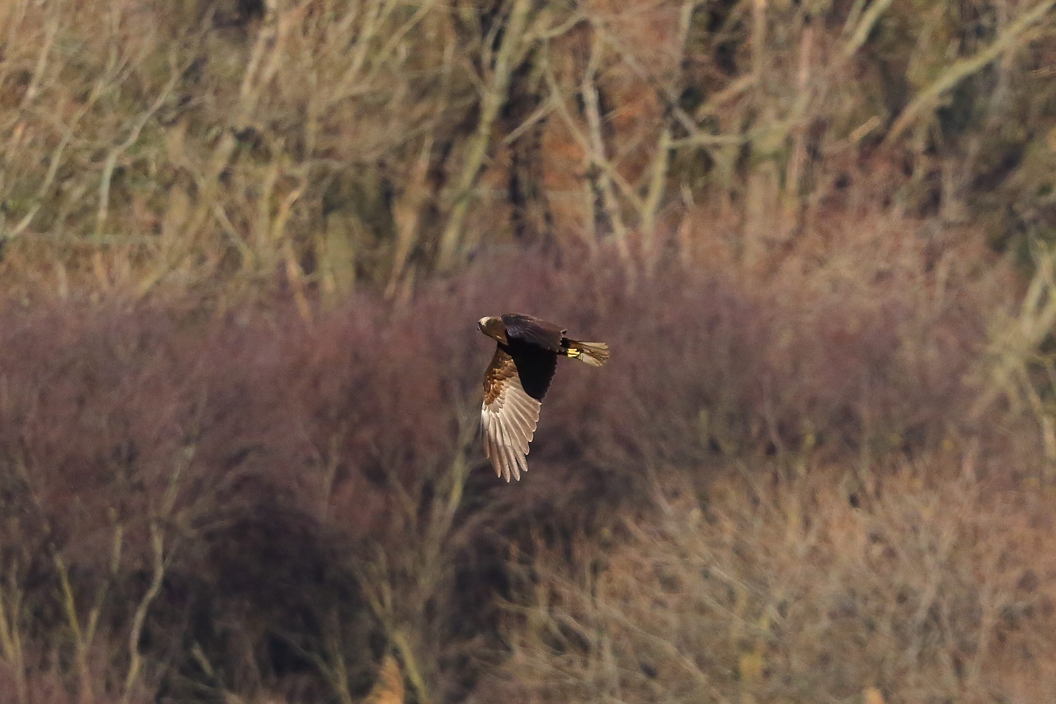 Marsh Harrier F 15-12-2023