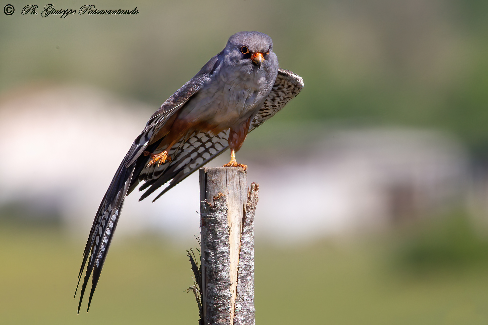 falco cuculo maschio in stretching