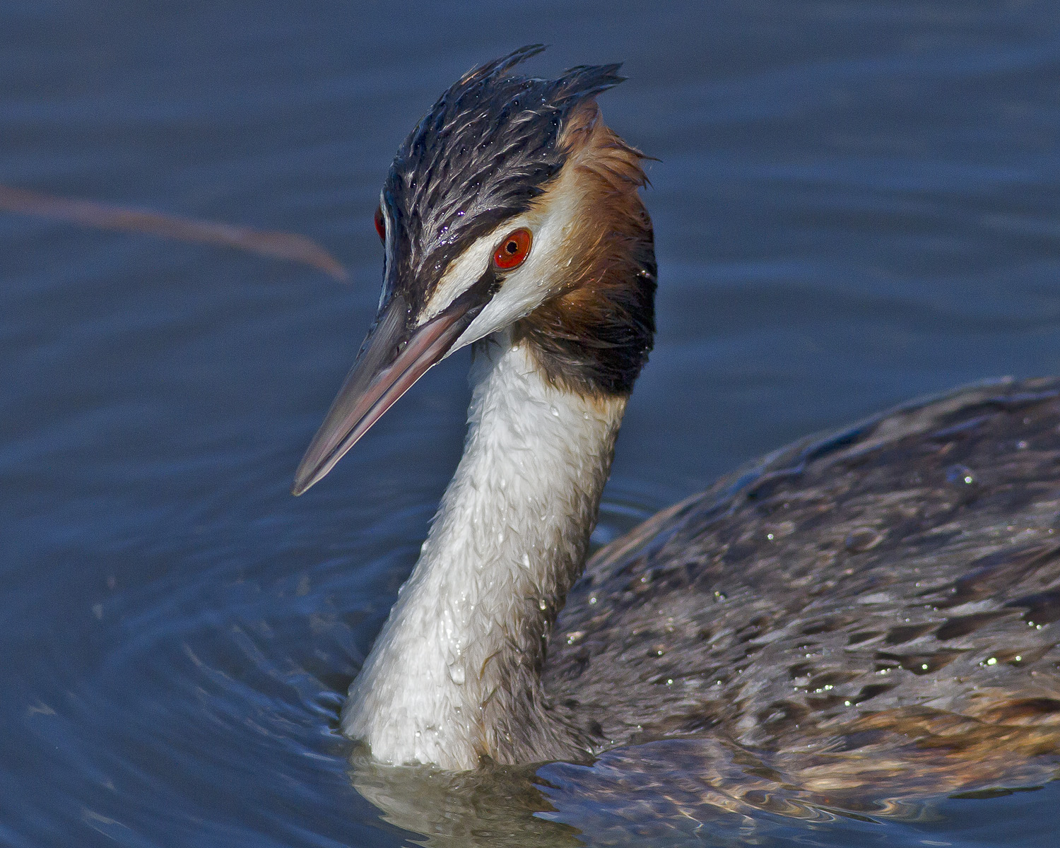 Svasso - Piano americano