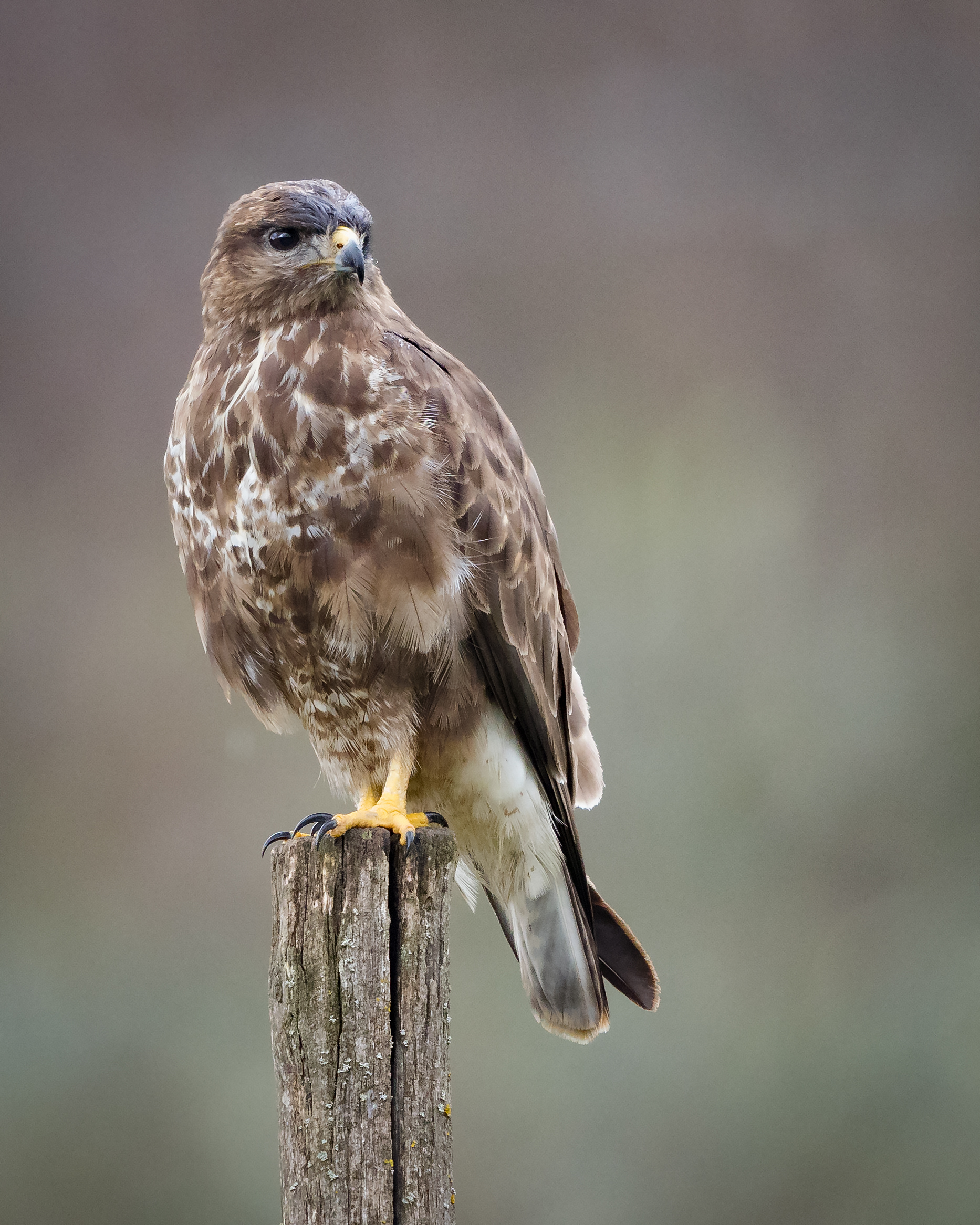 Buzzard