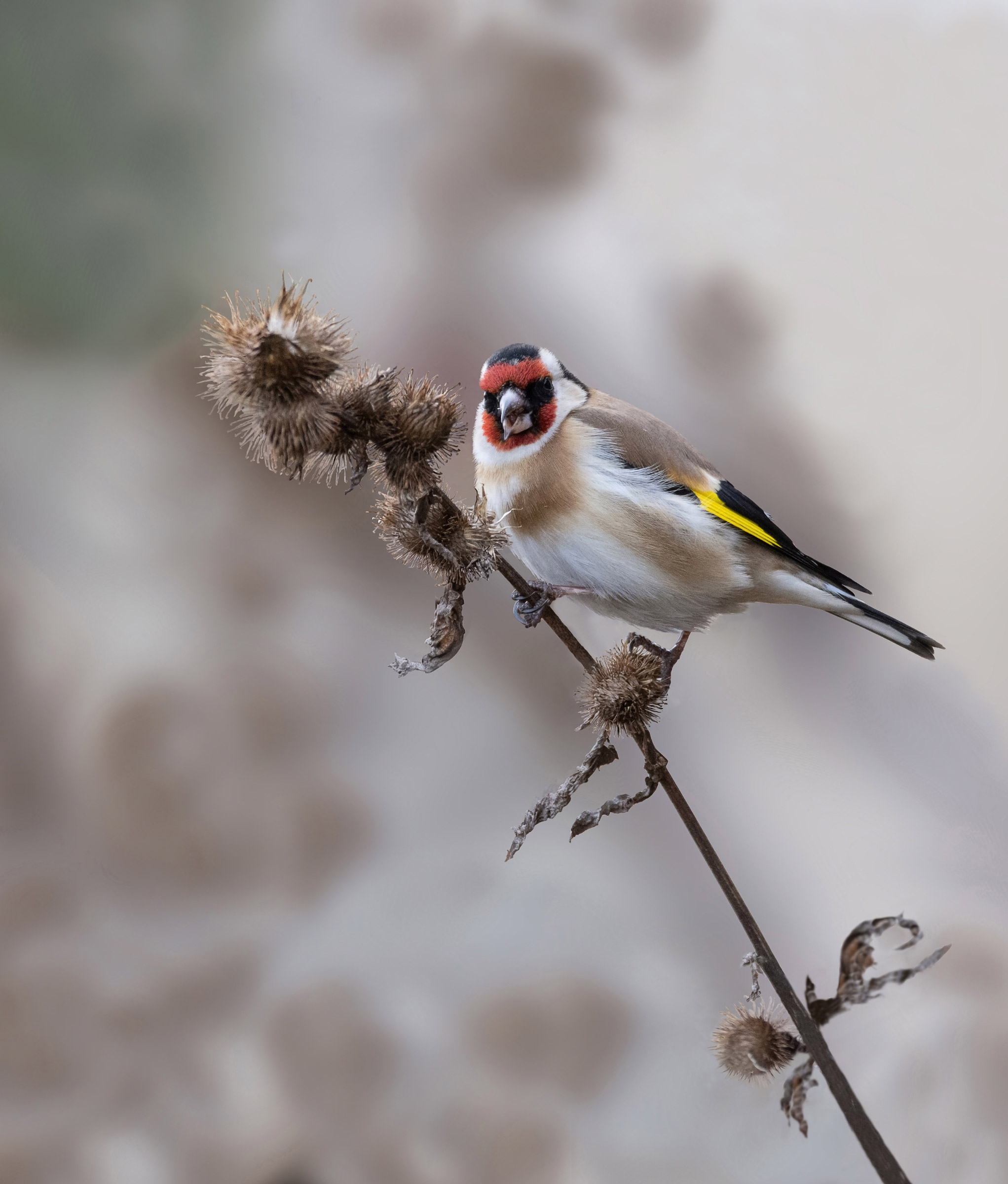 Goldfinch