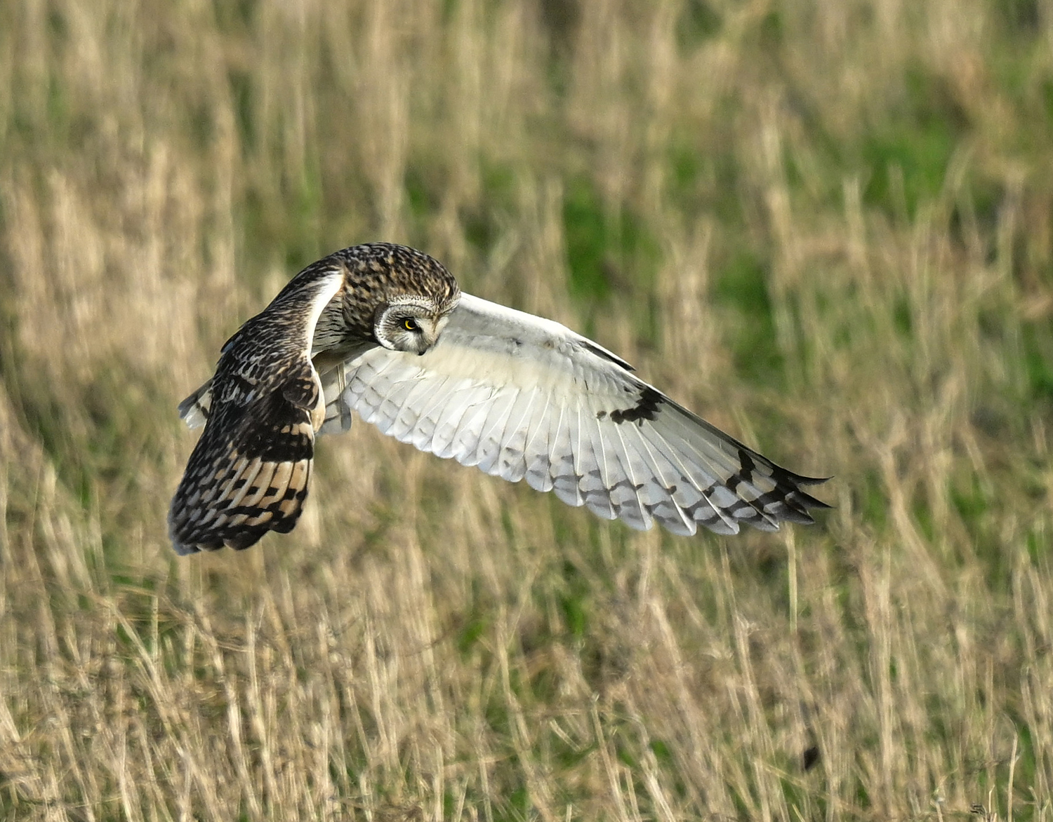 Short Eared Owl