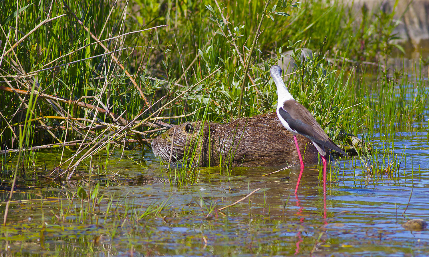 Va via brutta Nutria!