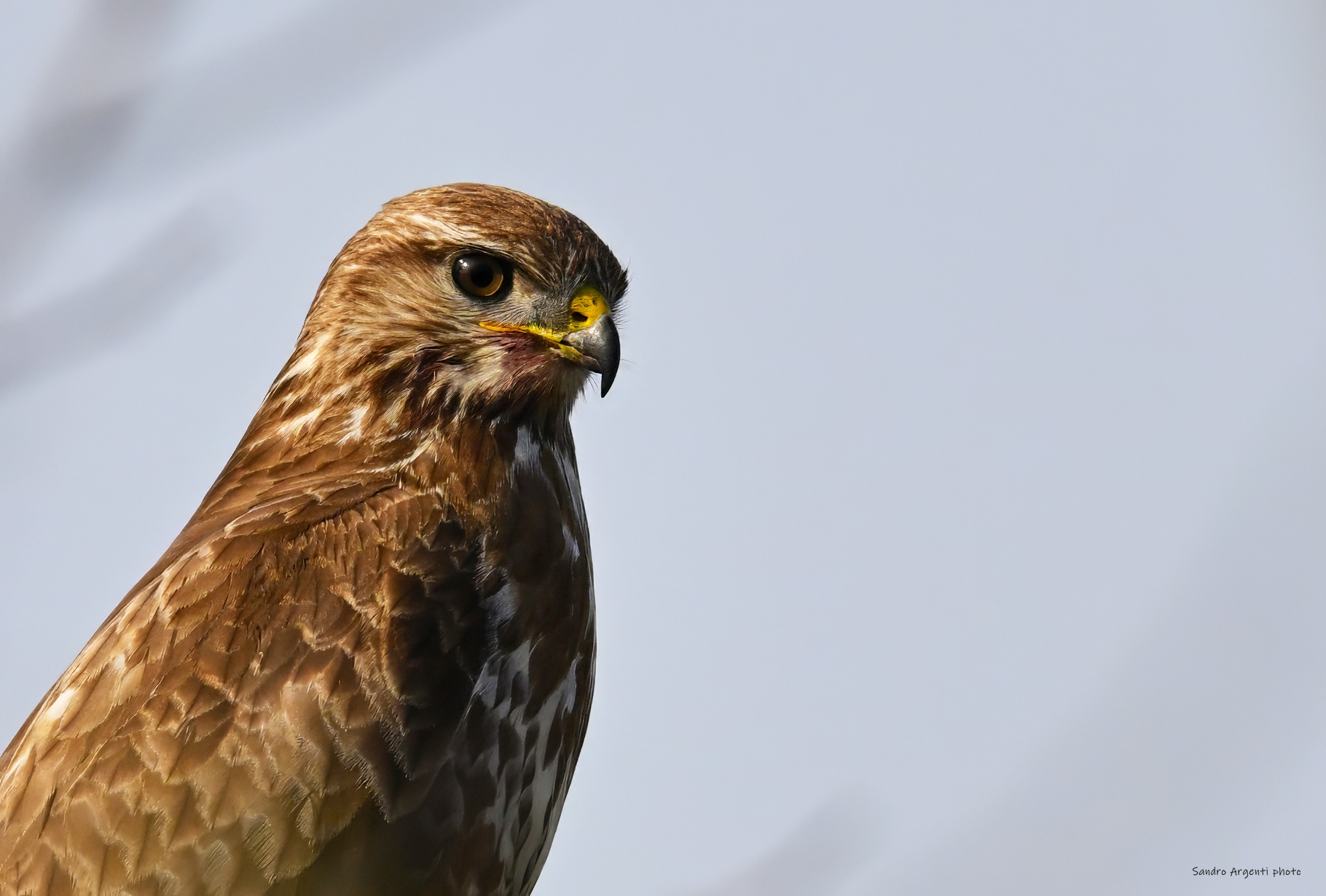 Sangue sotto al becco della Poiana (Buteo buteo)