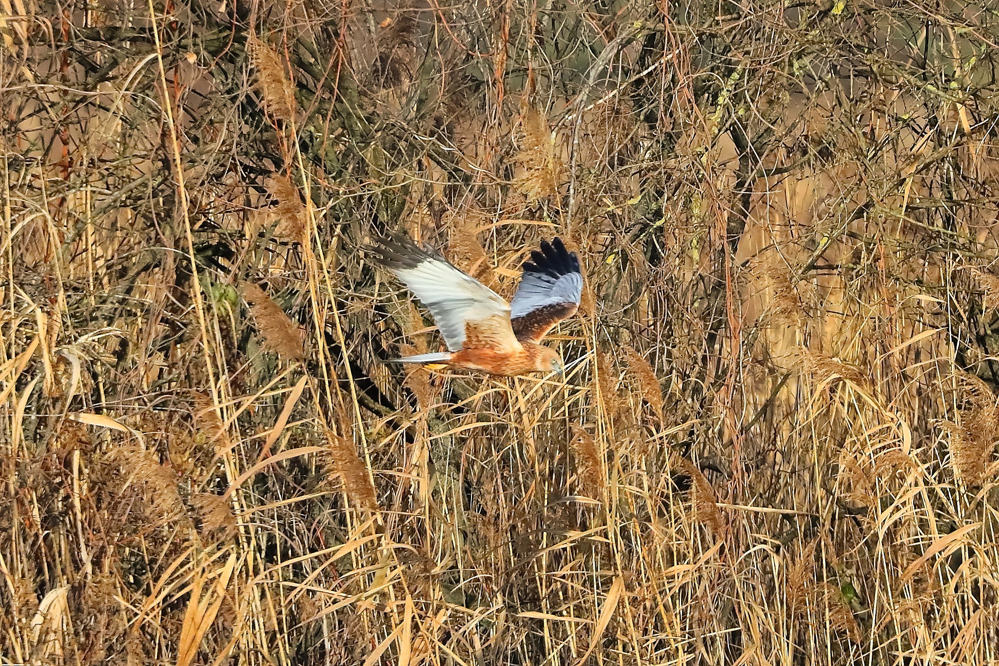 Marsh Harrier M 14-12-2023