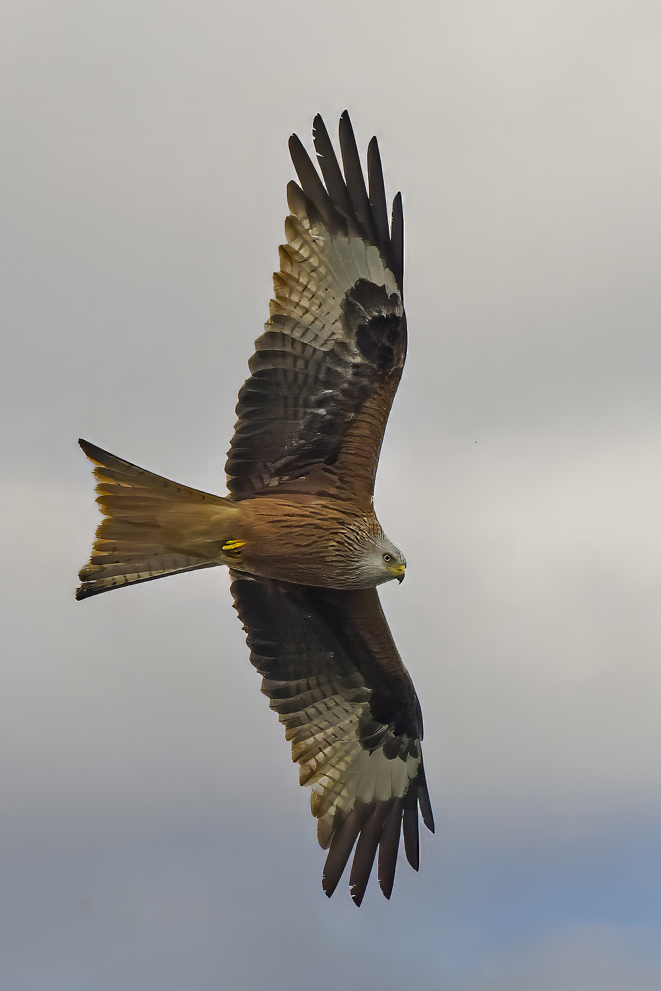 Portrait of Red Kite
