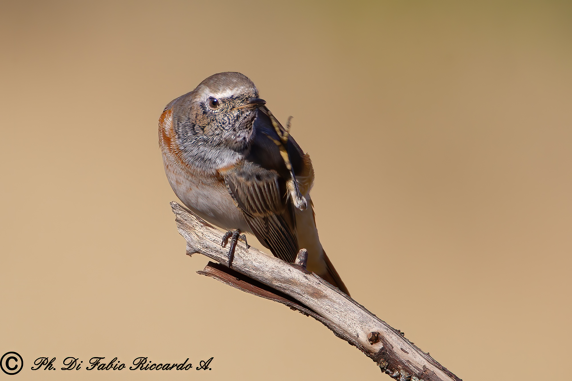 Redstart stretching