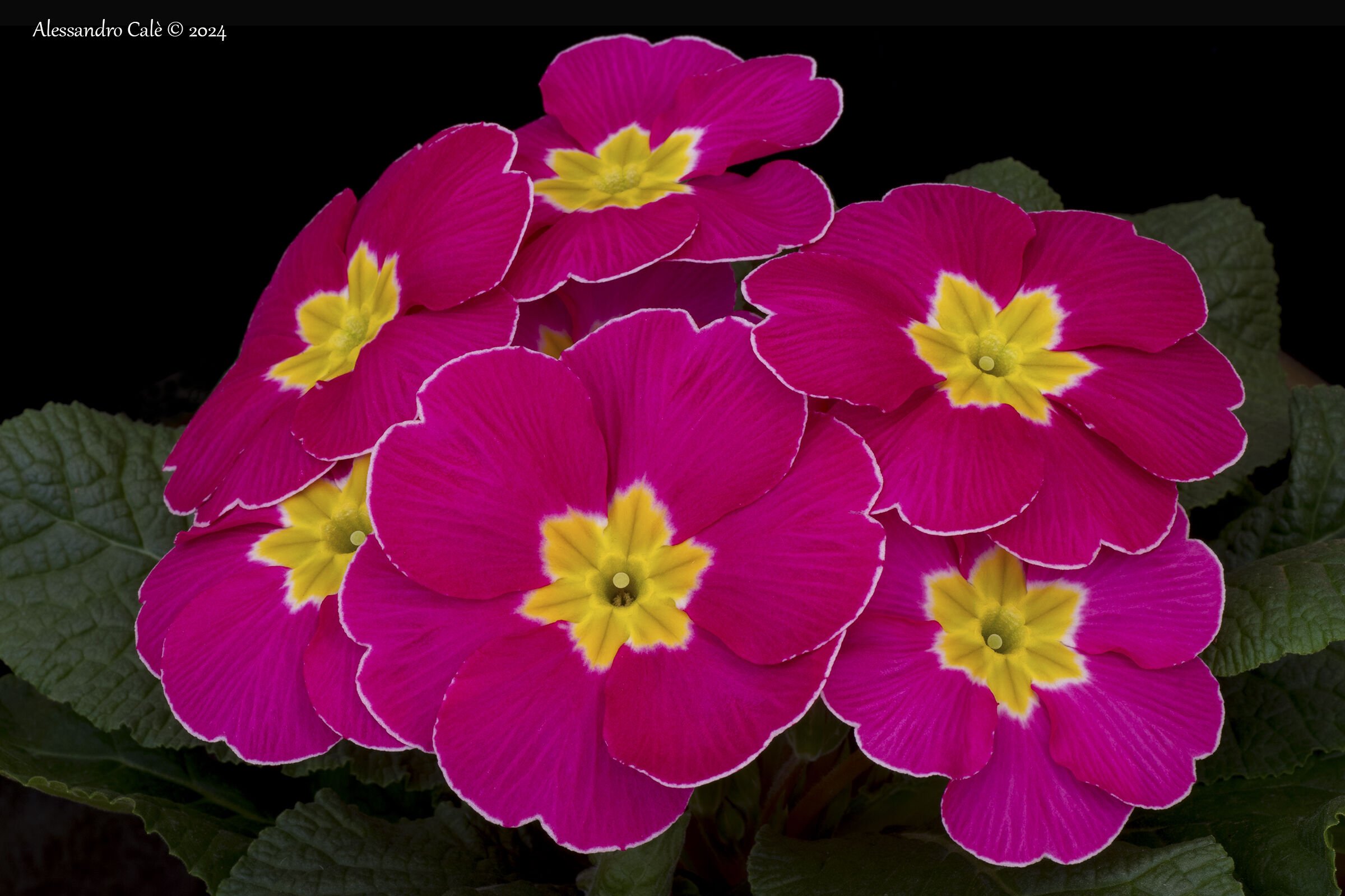 Primroses 5379