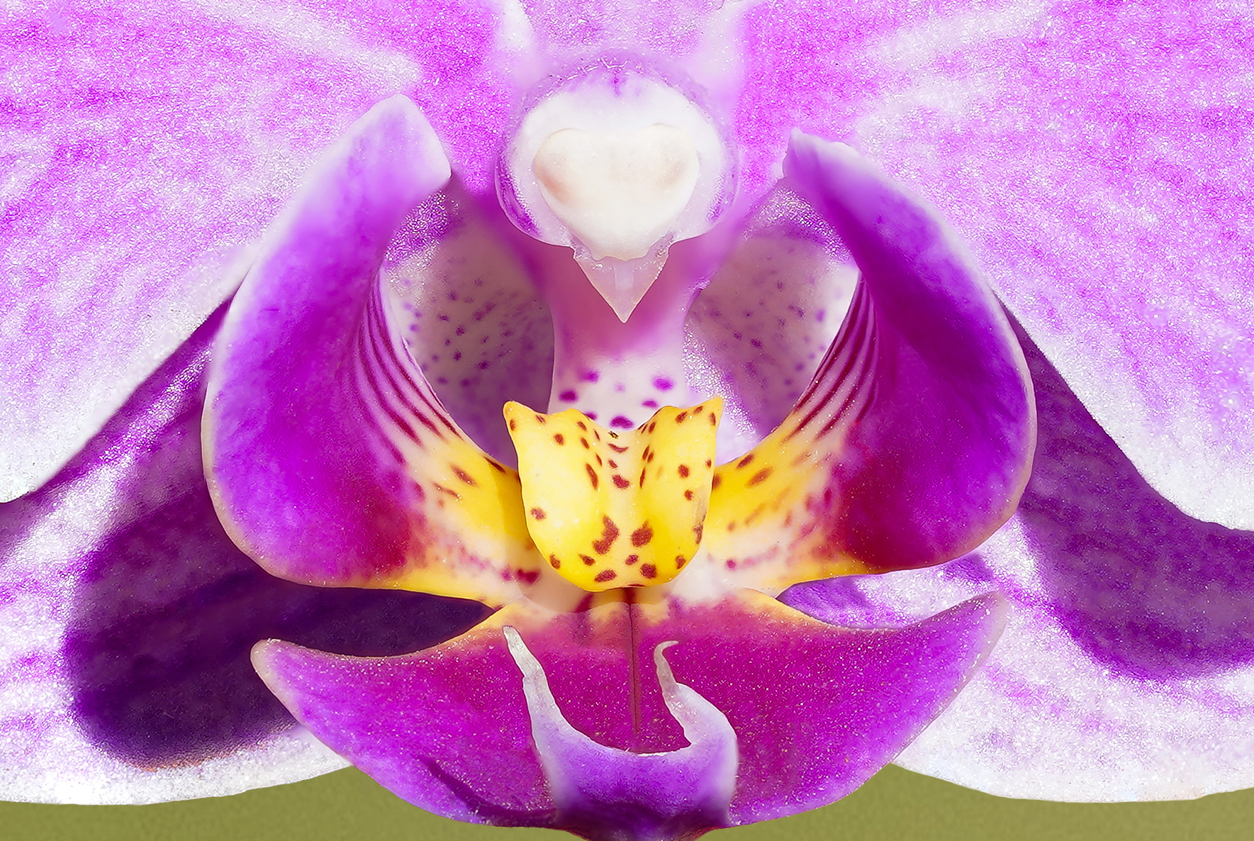 Orchid - Focus Stacking Enlargement of 46 Images
