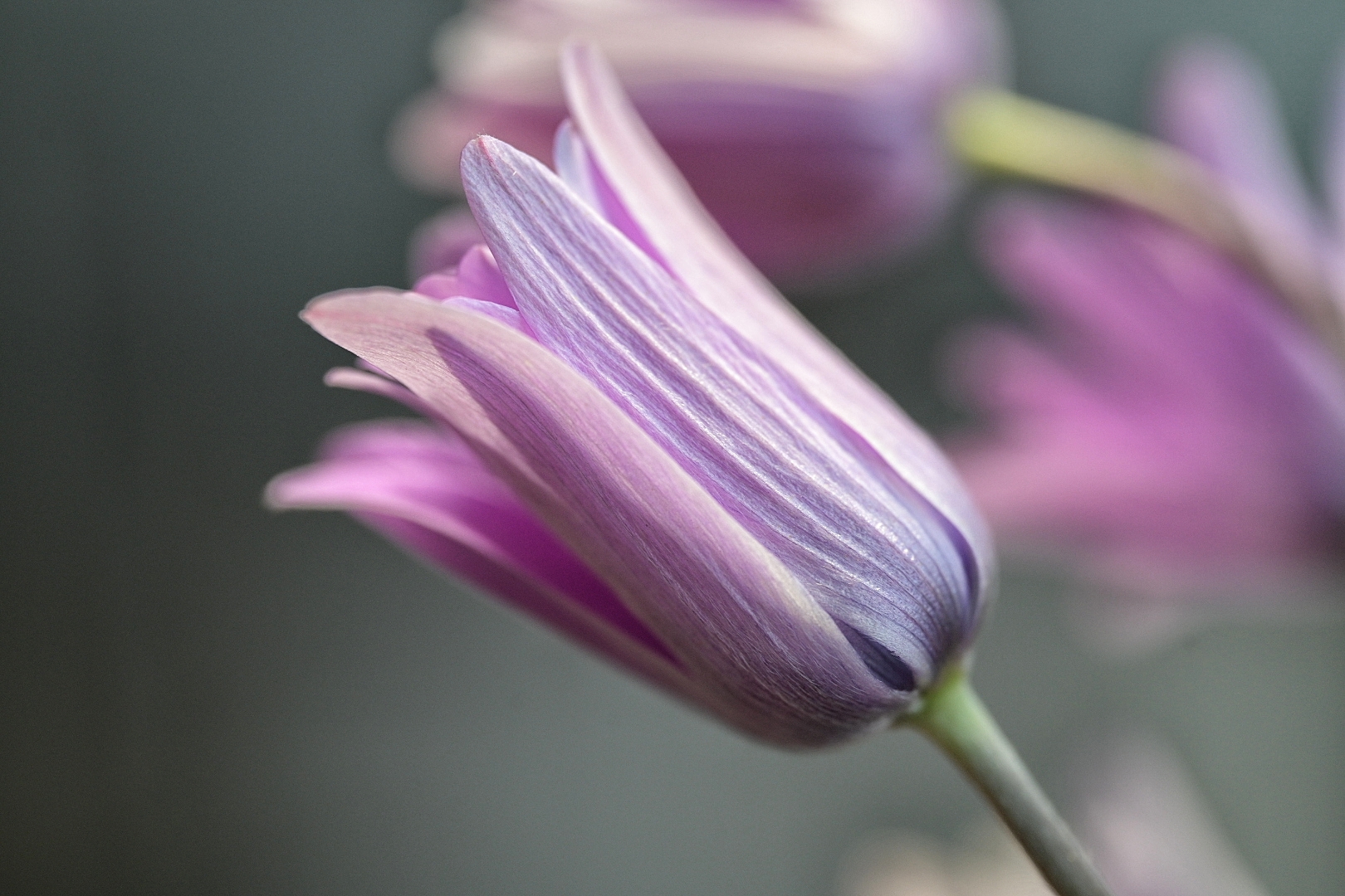 First tests lowa 90mm 2.8 z