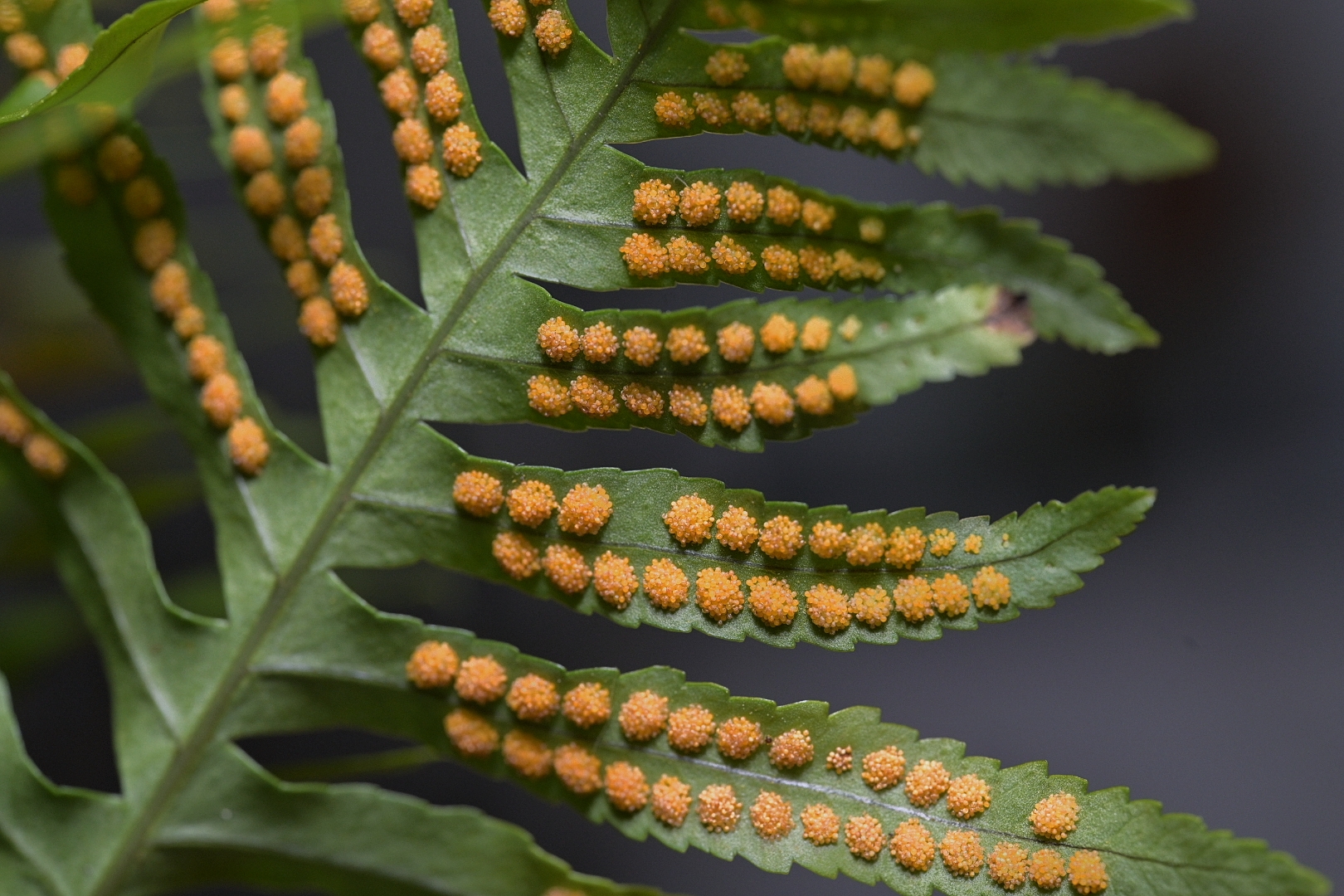 Lowa macro 90mm tests