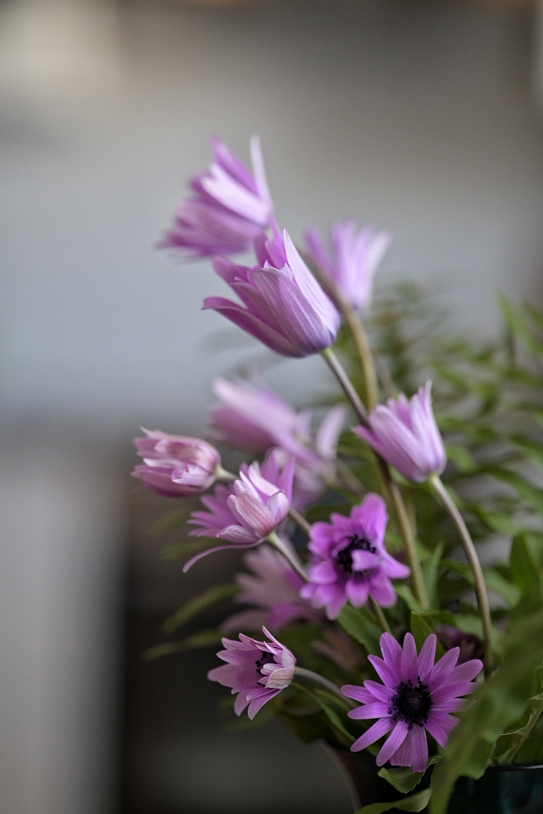 Tests lowa 90mm macro