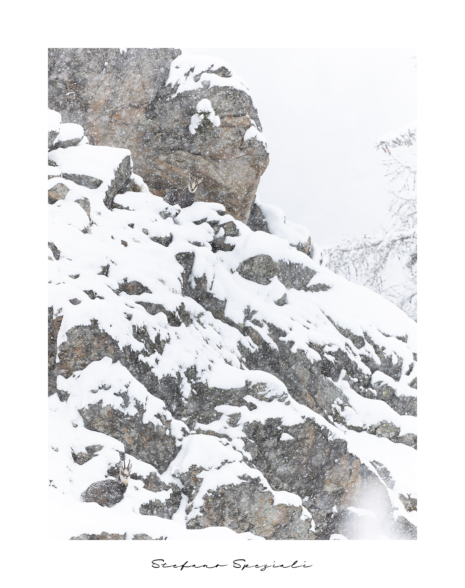 Camoscio - Rupicapra rupicapra