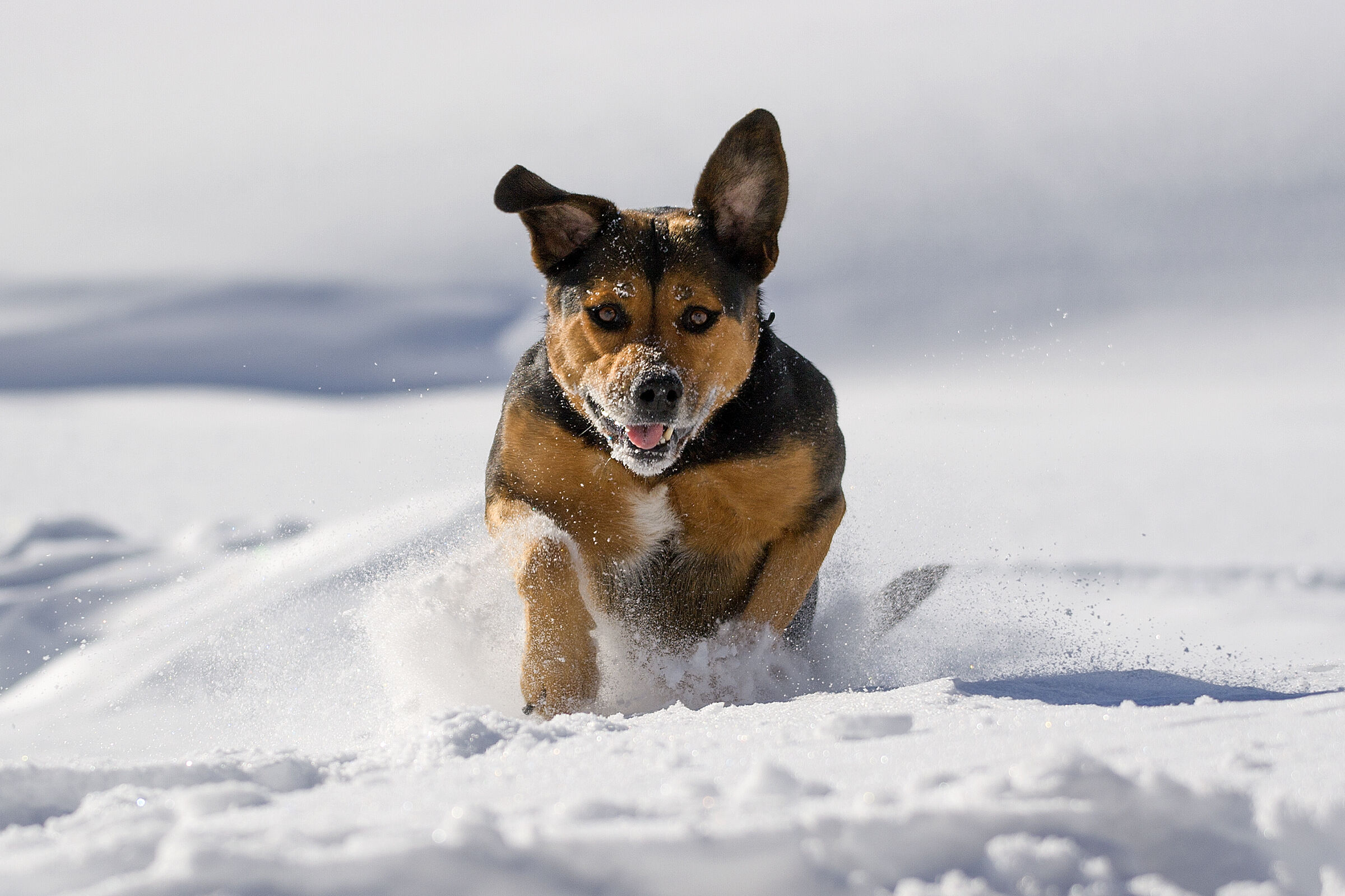 Ira a Pian dell' Alpe