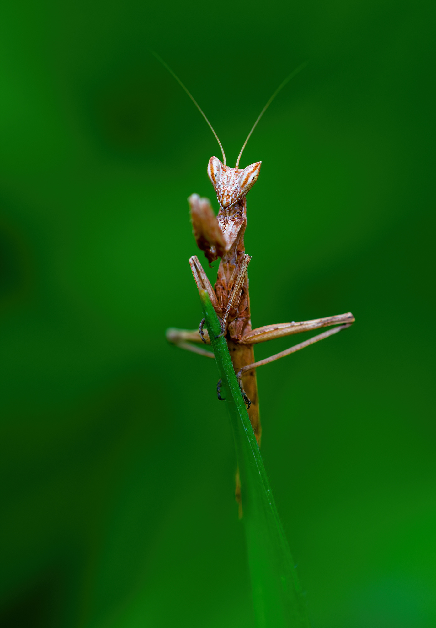 Praying mantis (nimph)
