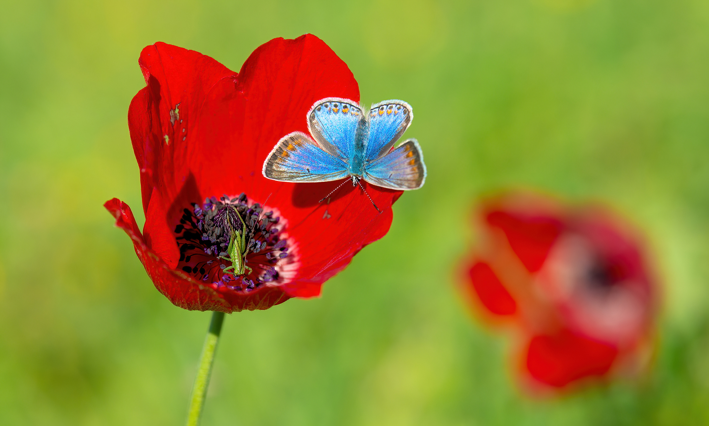 La primavera sta arrivando
