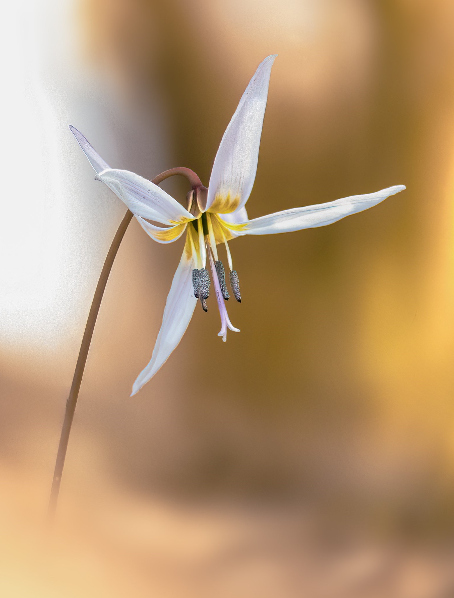 Erythronium dens-canis