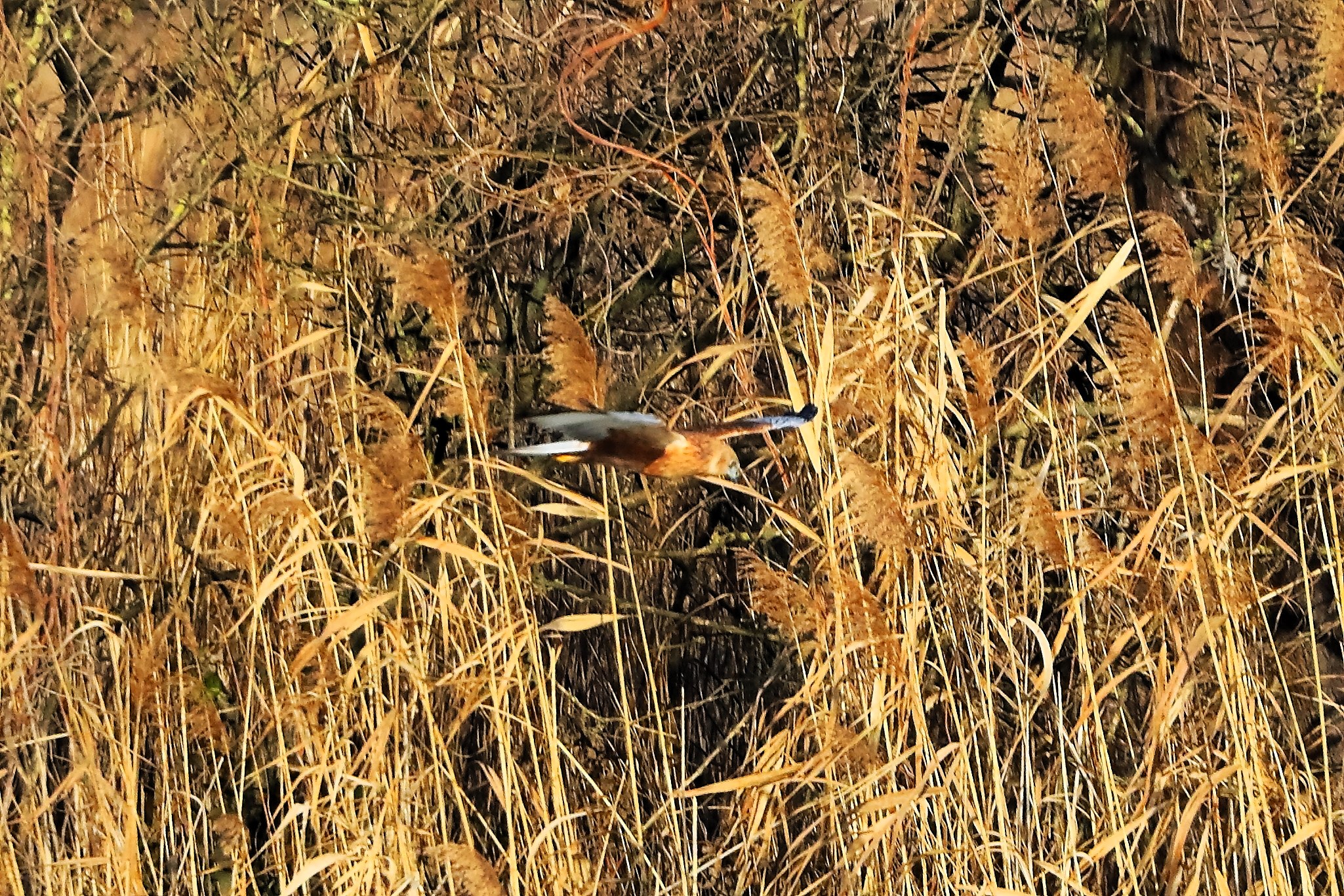 Marsh Harrier M 14-12-2023