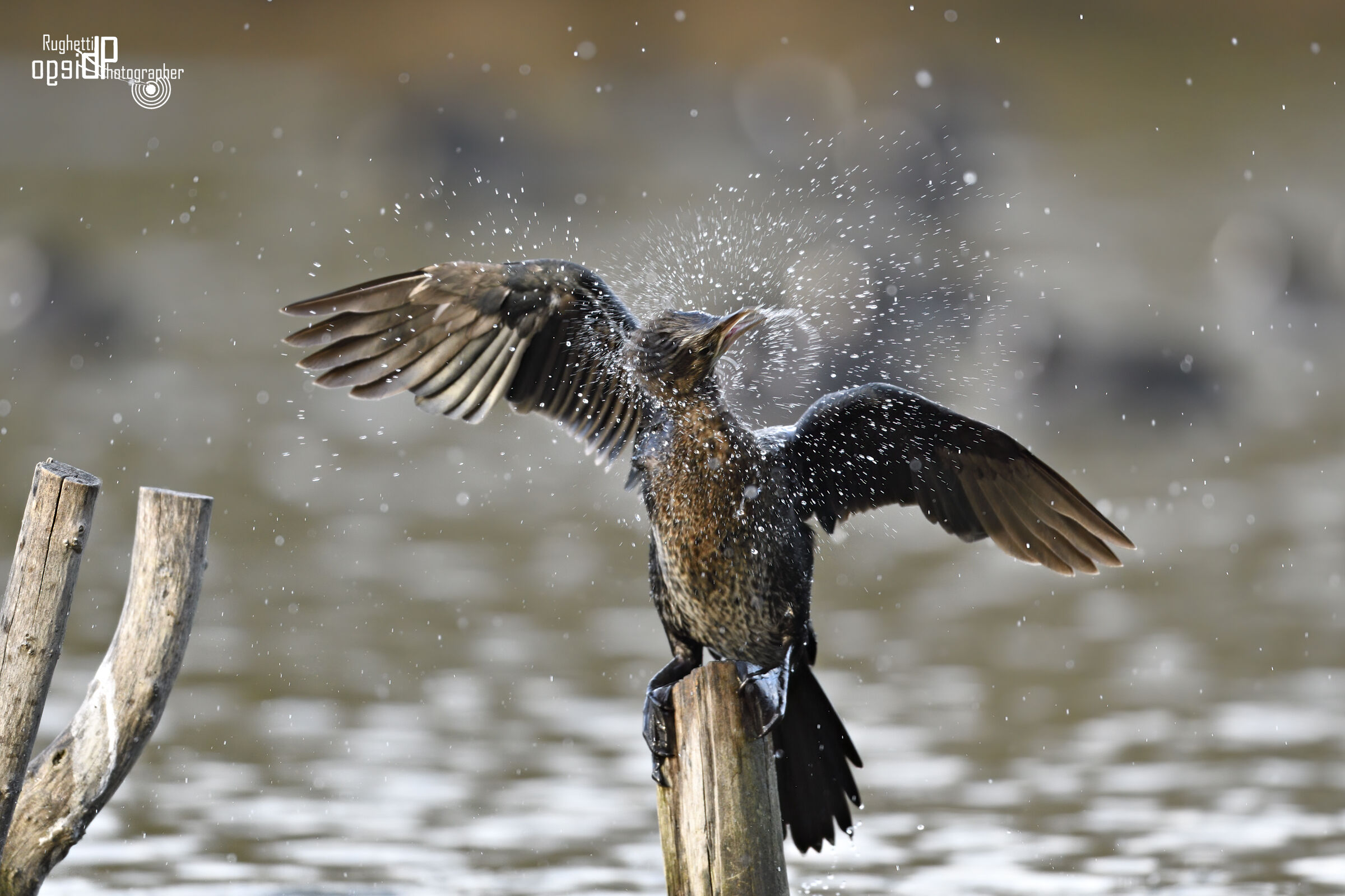 Cormorant