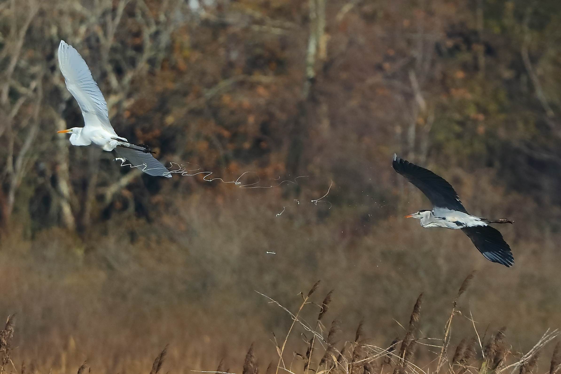 Herons 28-11-2023 Evacuation