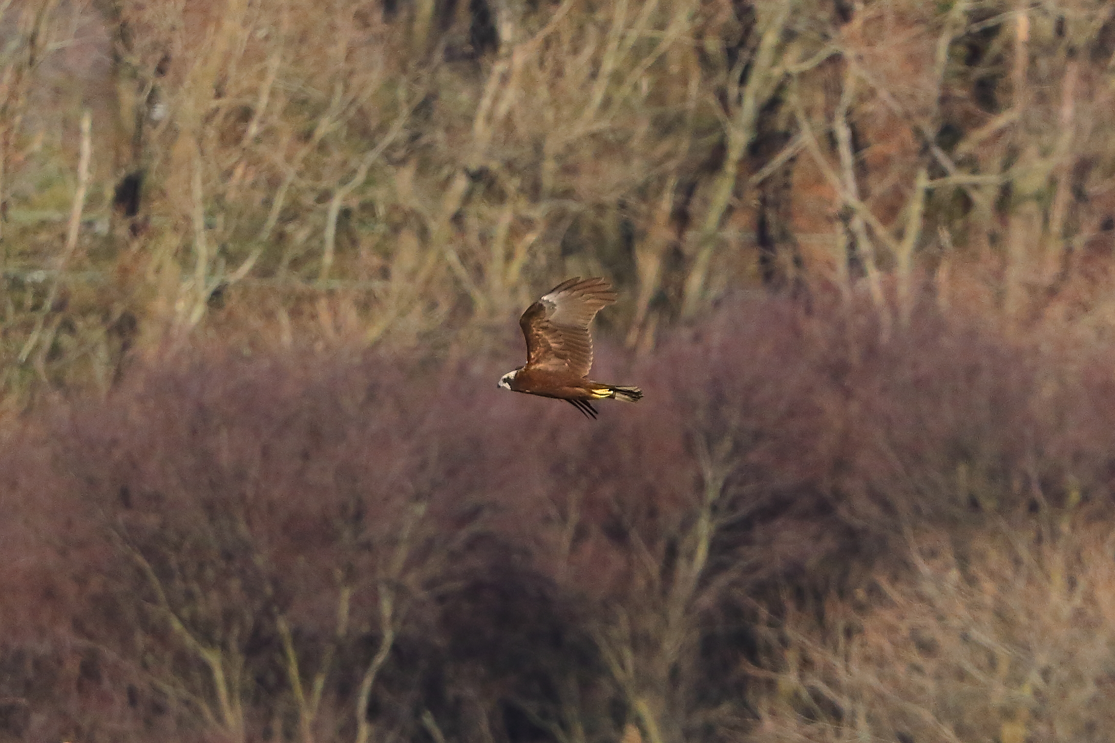 Marsh Harrier F 15-12-2023