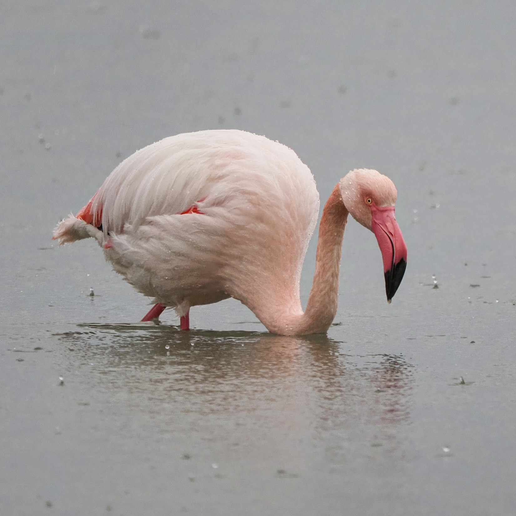 Pink Flamingo