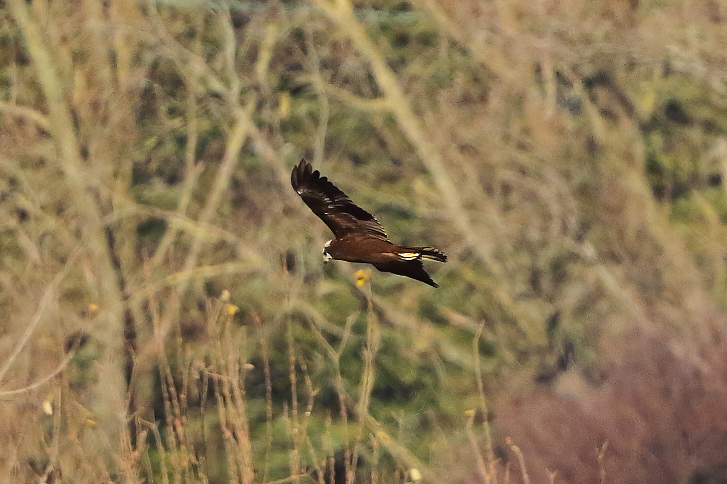 Marsh Harrier F 15-12-2023