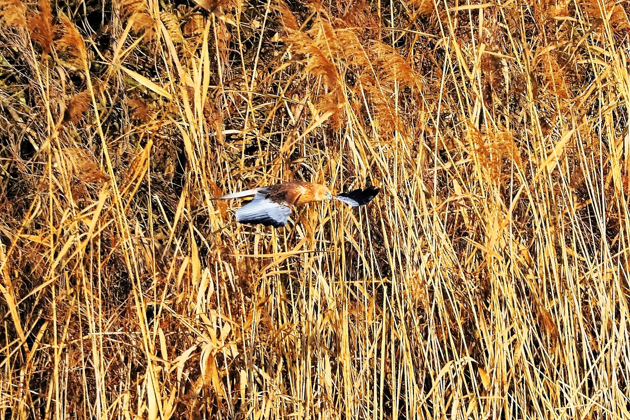 Marsh Harrier M 14-12-2023