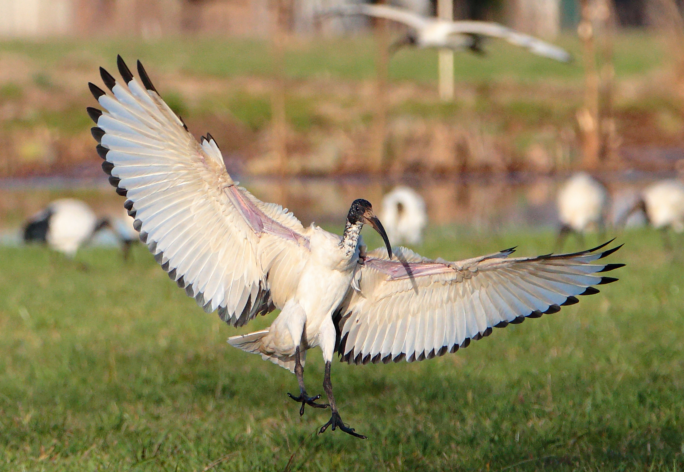 Ibis Sacro decolla..