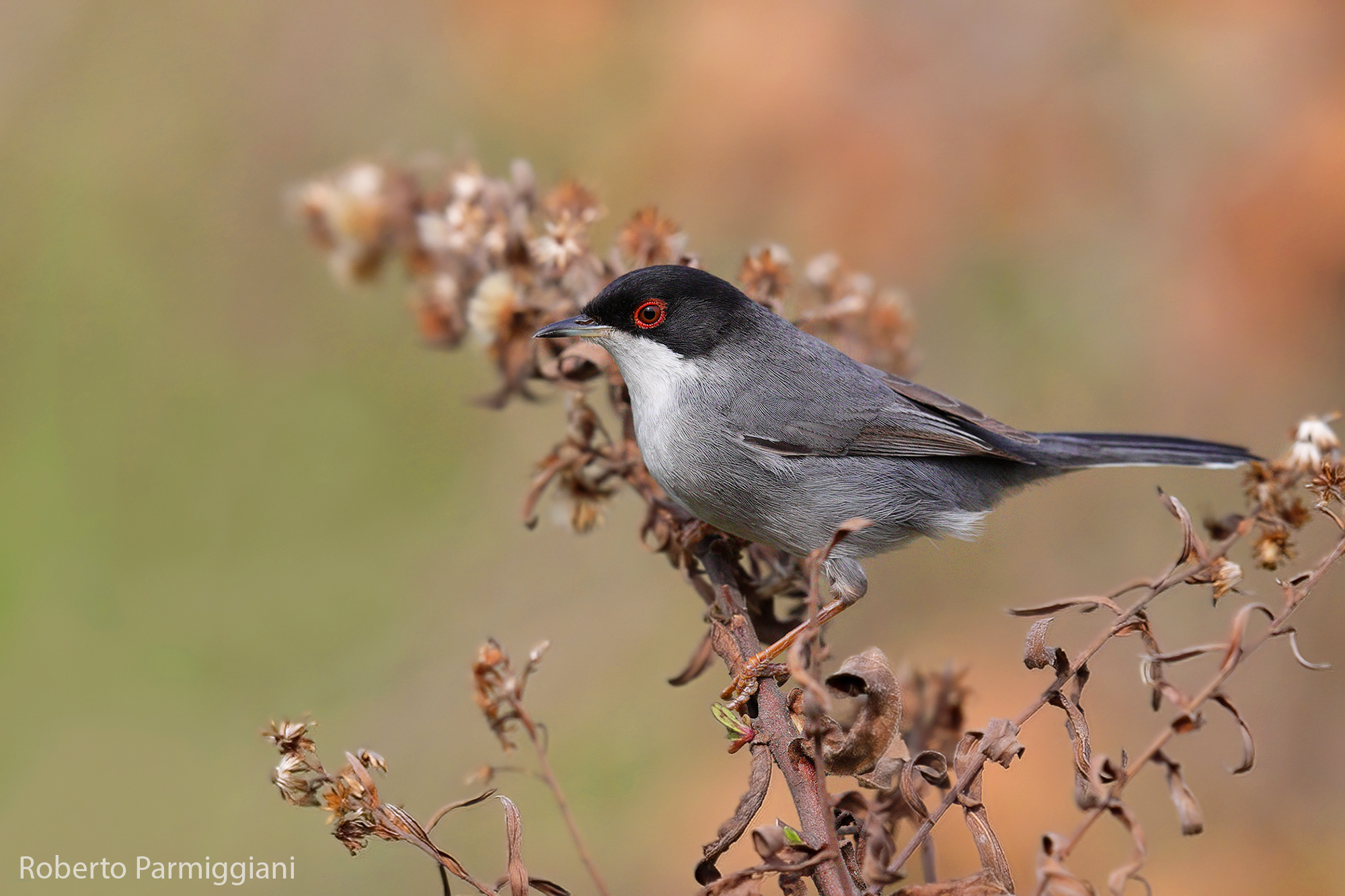 Sardinian warbler