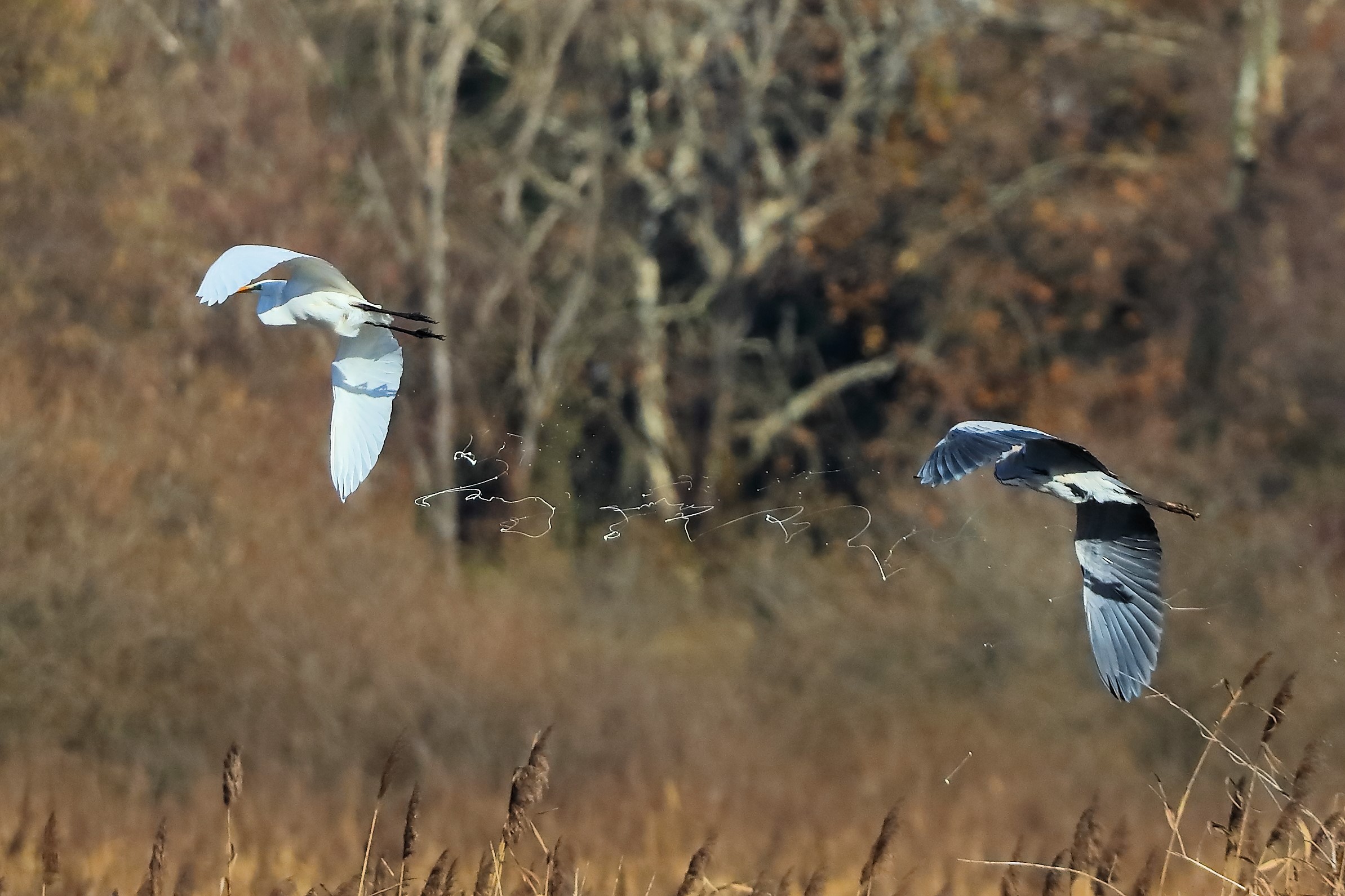 Herons 28-11-2023 Evacuation