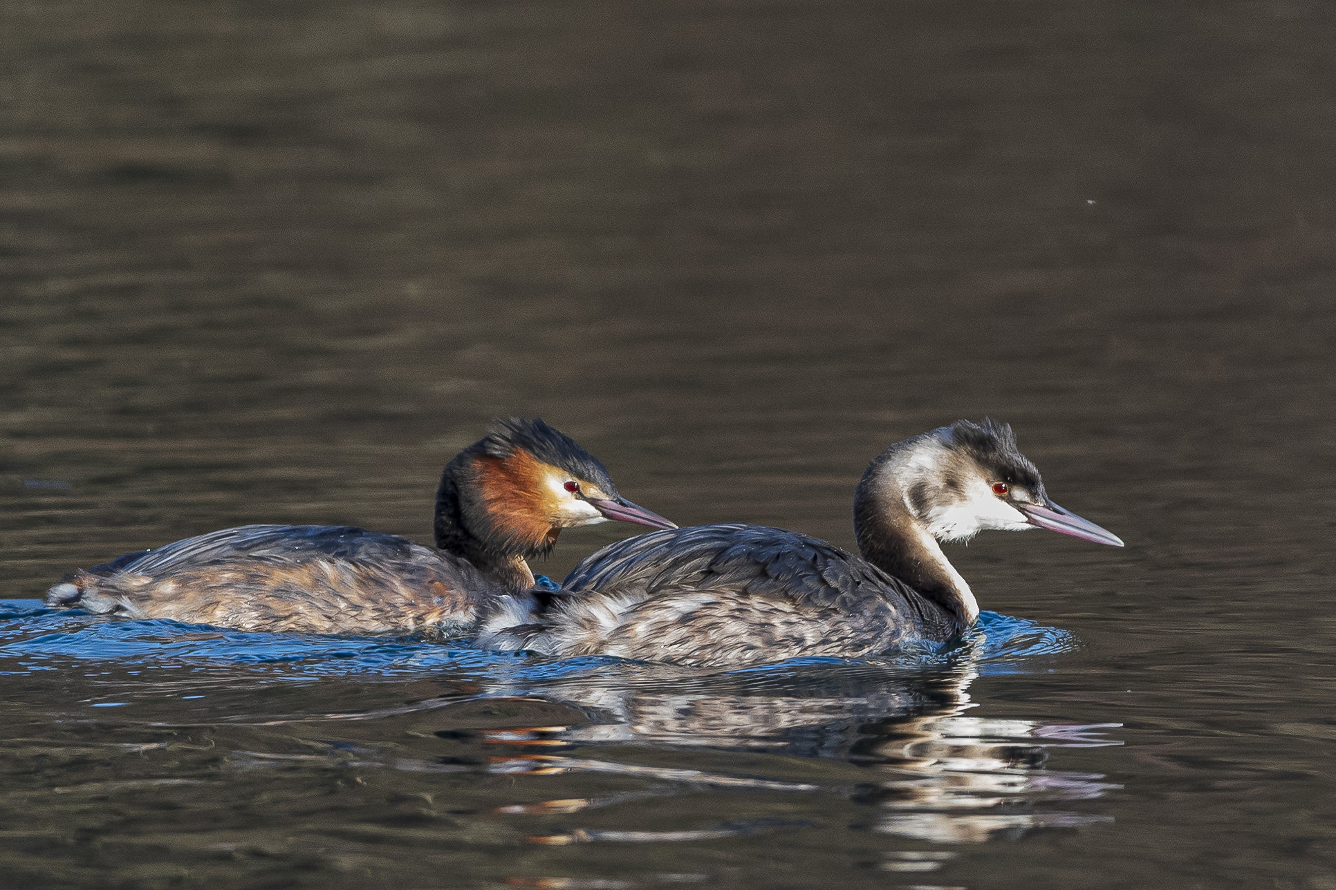As a couple (grebes)