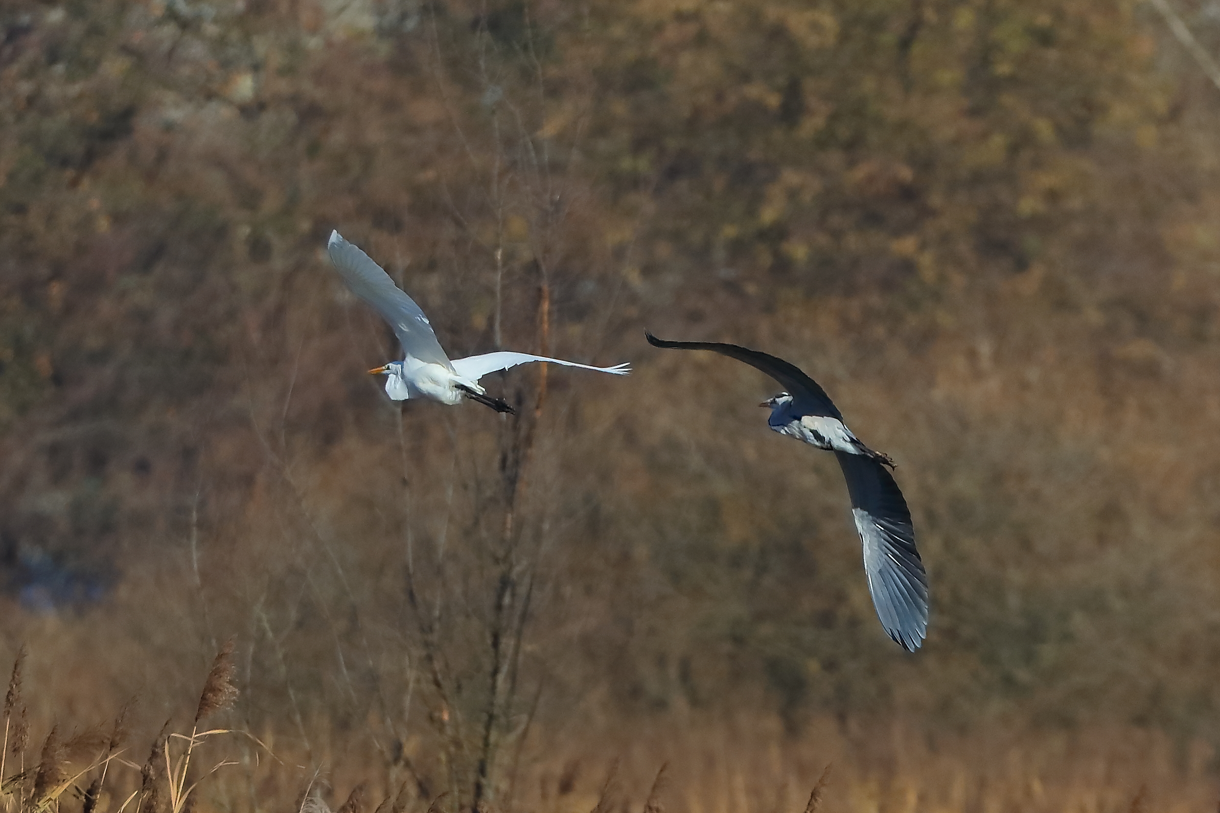 Herons 28-11-2023