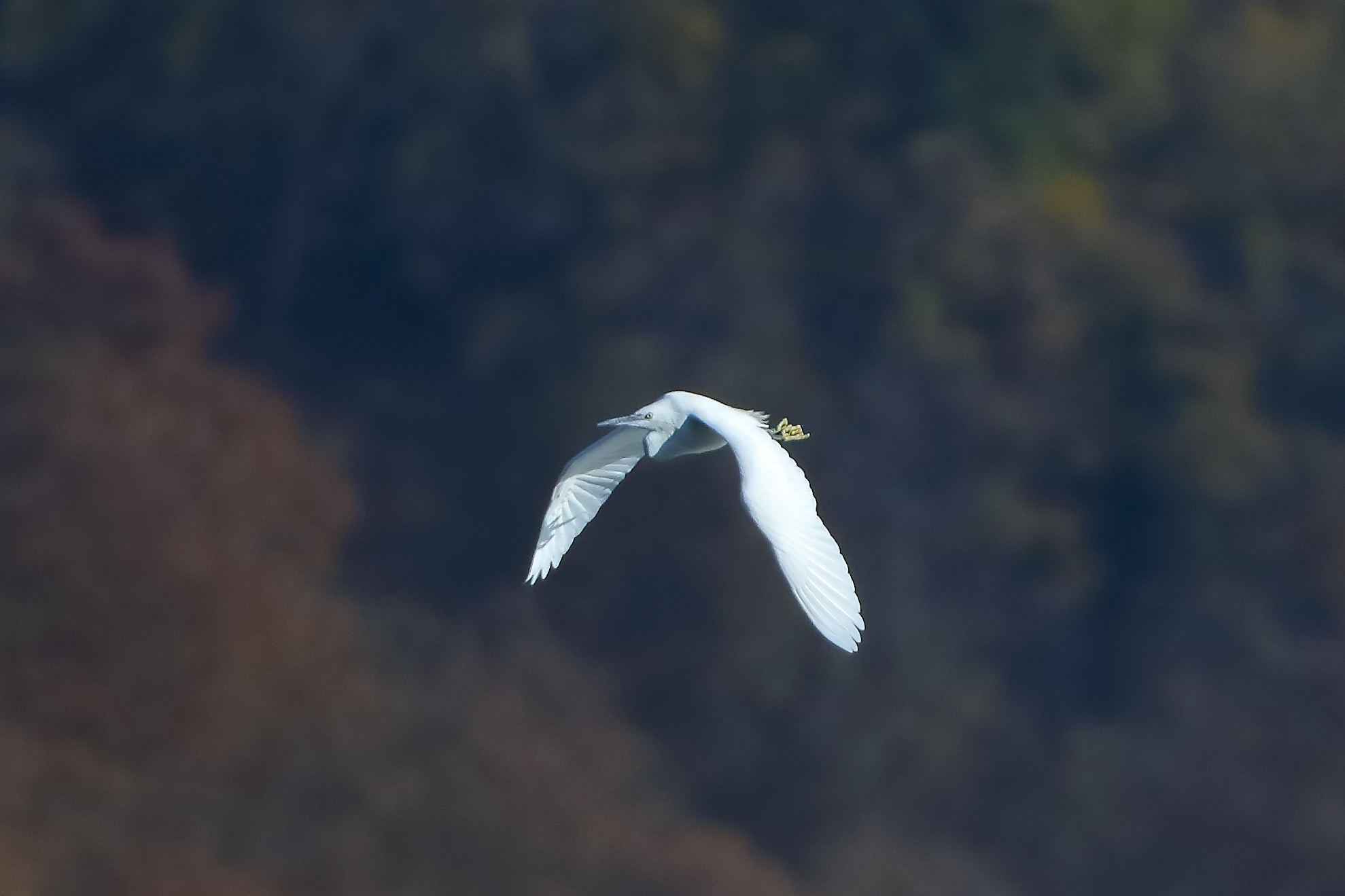 Little Egret 28-11-2023