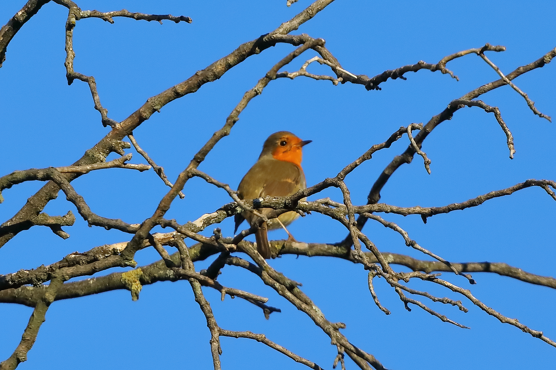 Robin 28-11-2023