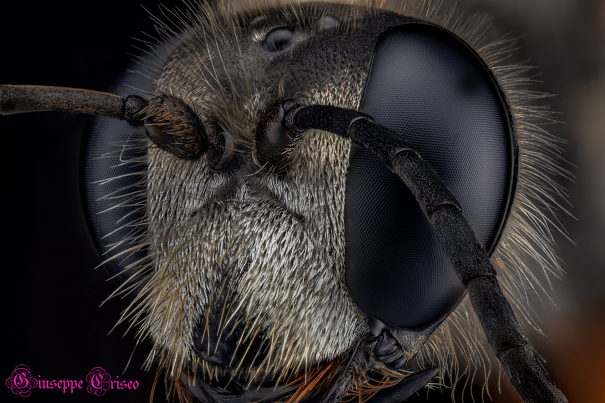 Sphex funerarius, Hymenoptera