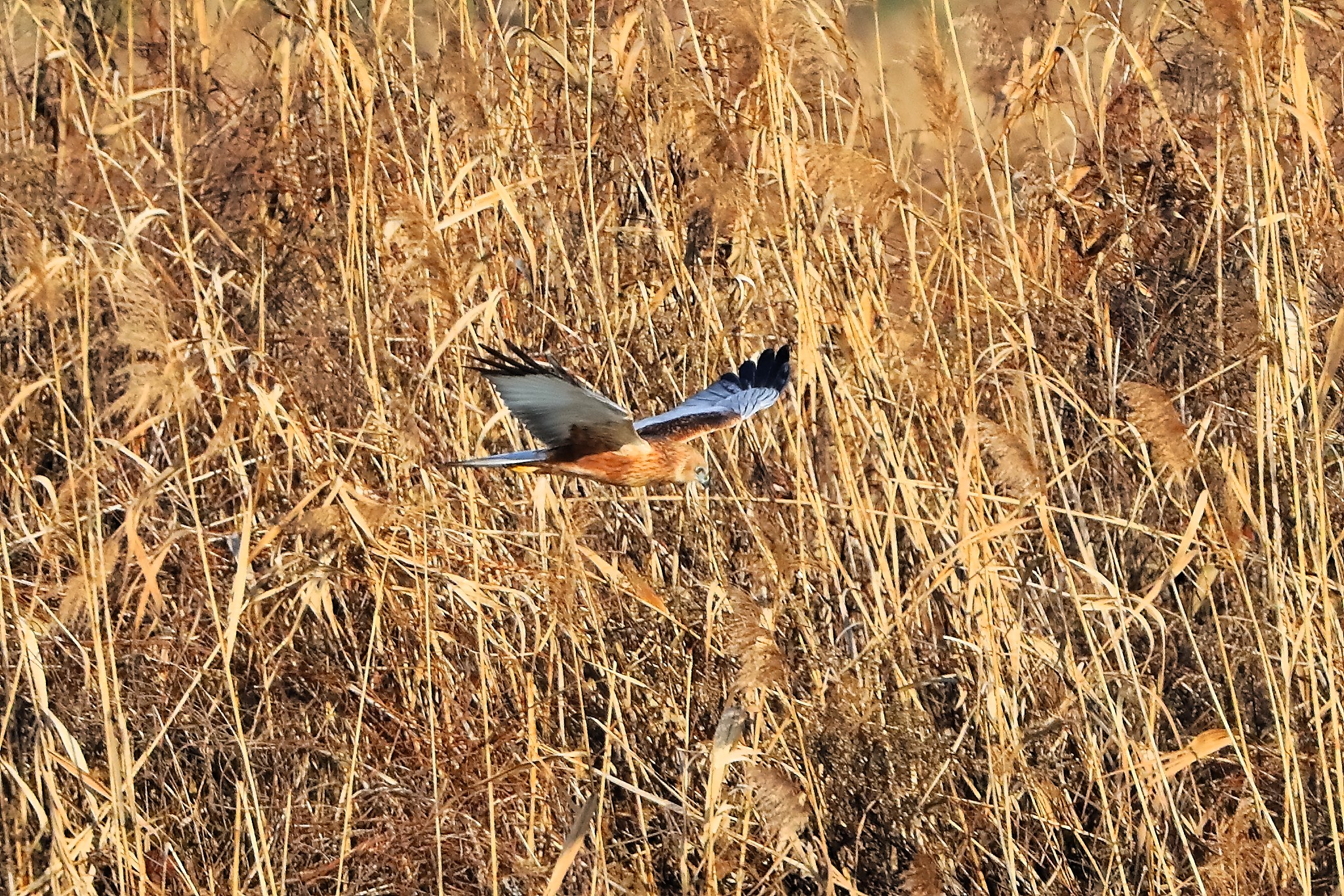 Marsh Harrier M 14-12-2023