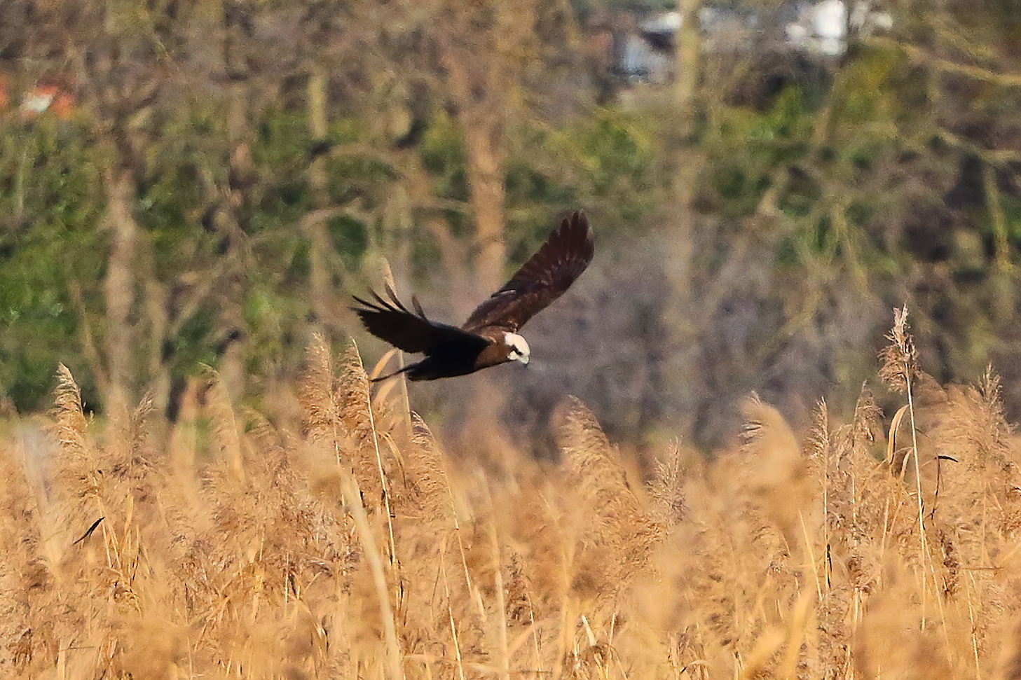 Marsh Harrier F 15-12-2023