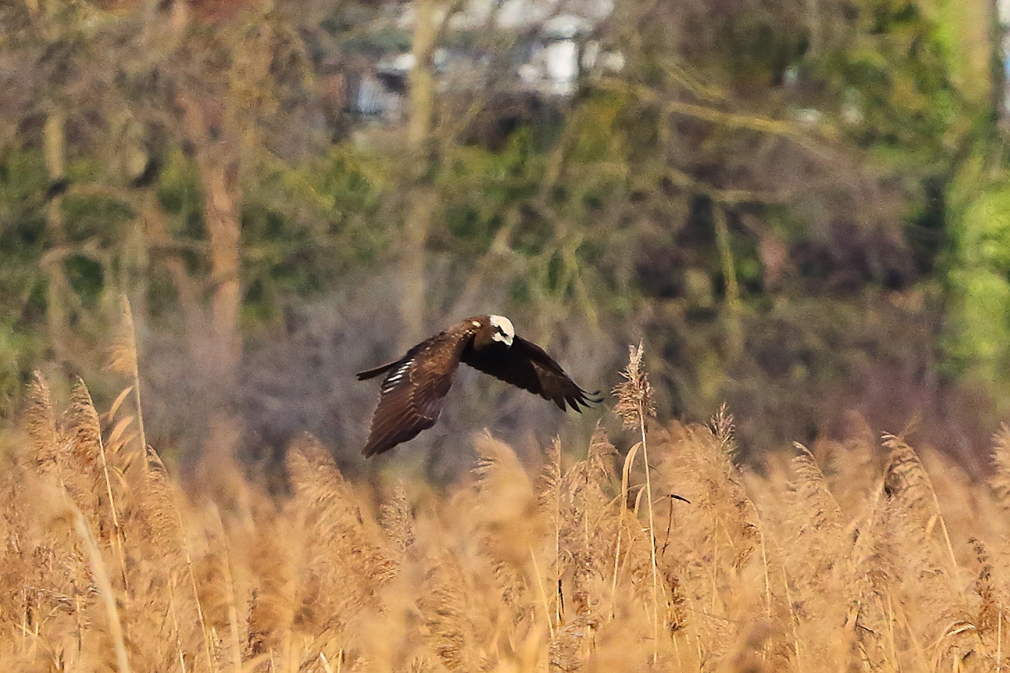 Marsh Harrier F 15-12-2023