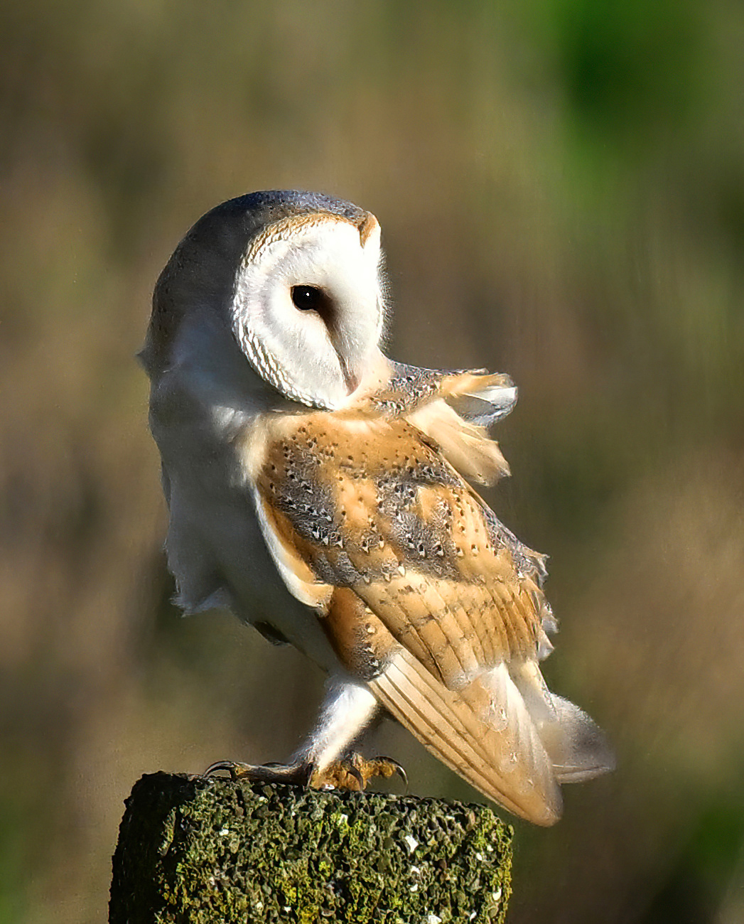 Barn Owl
