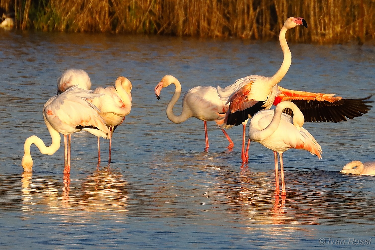 Flamingos