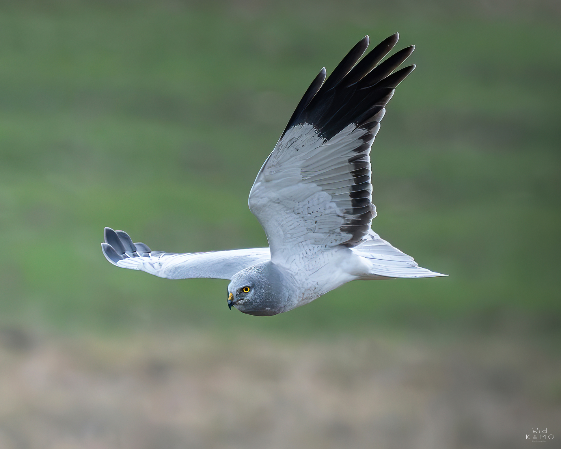 Albanella Reale Maschio