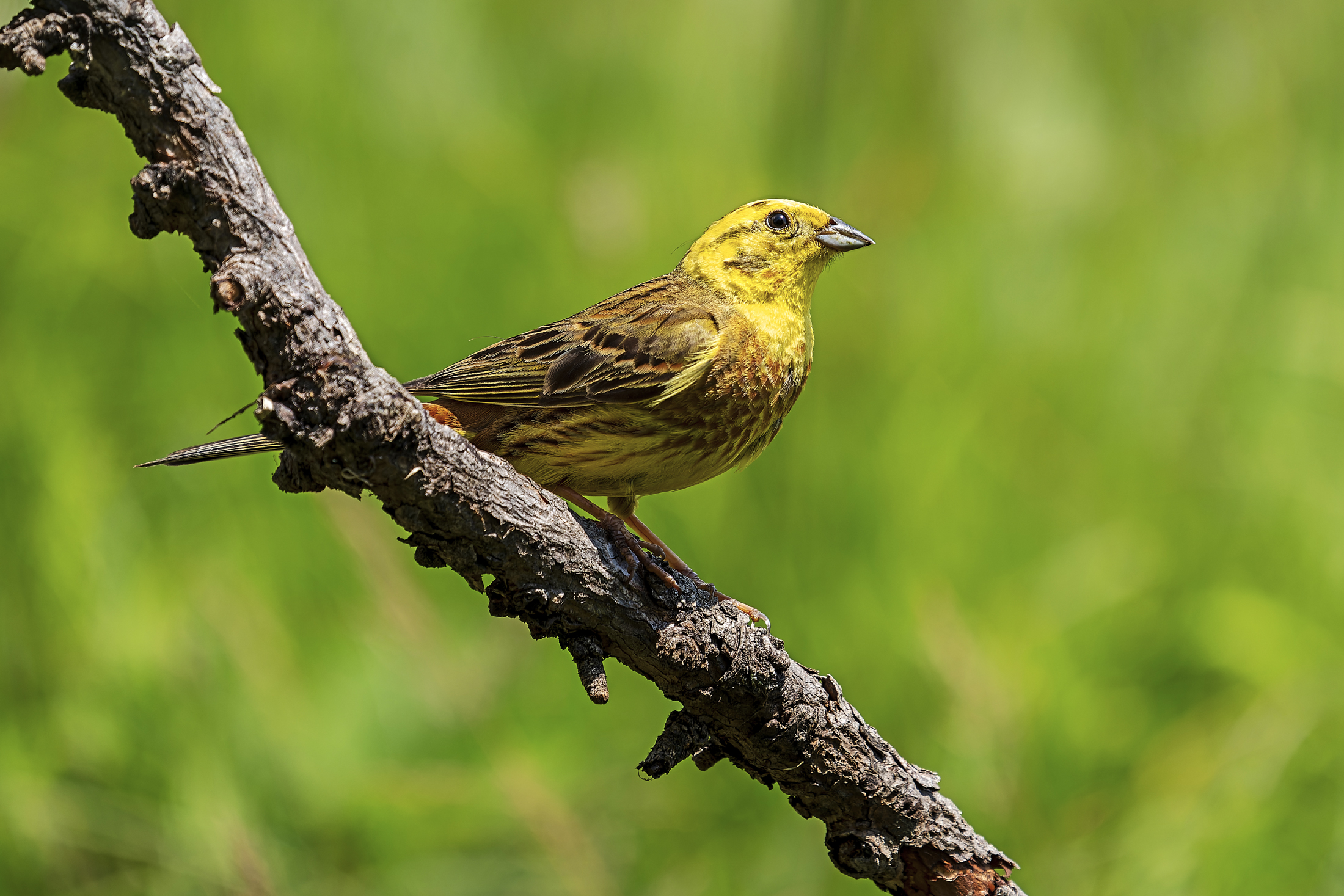 Yellowhammer