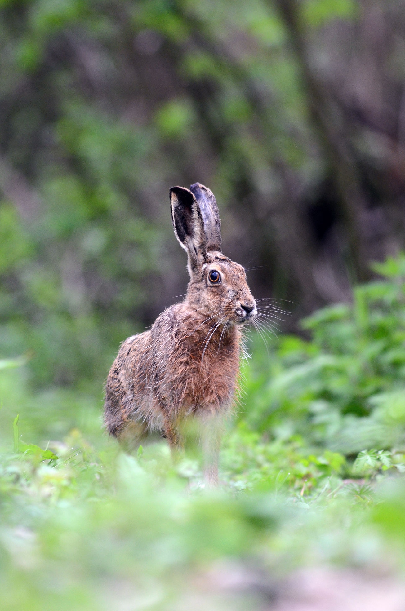 Brown Hare