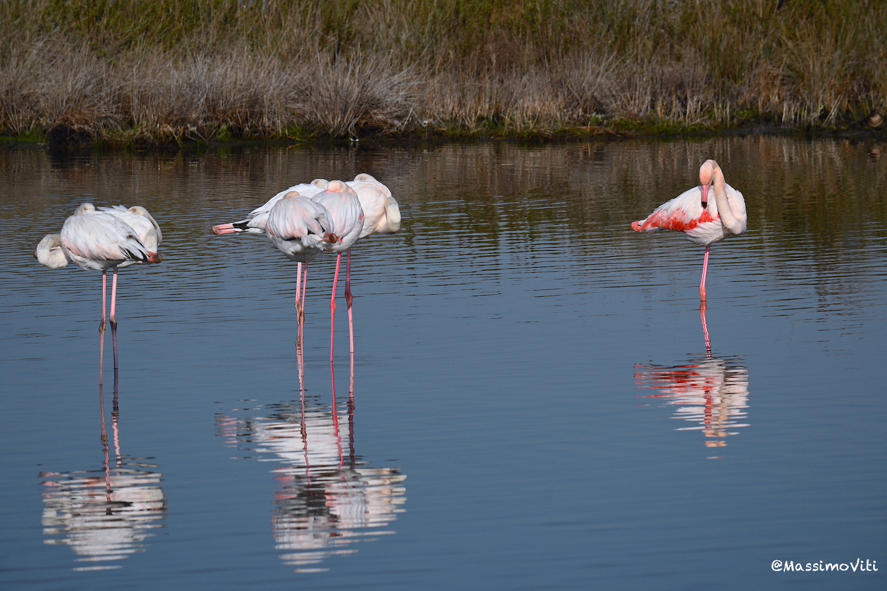 Fenicotteri rosa ... riflessi